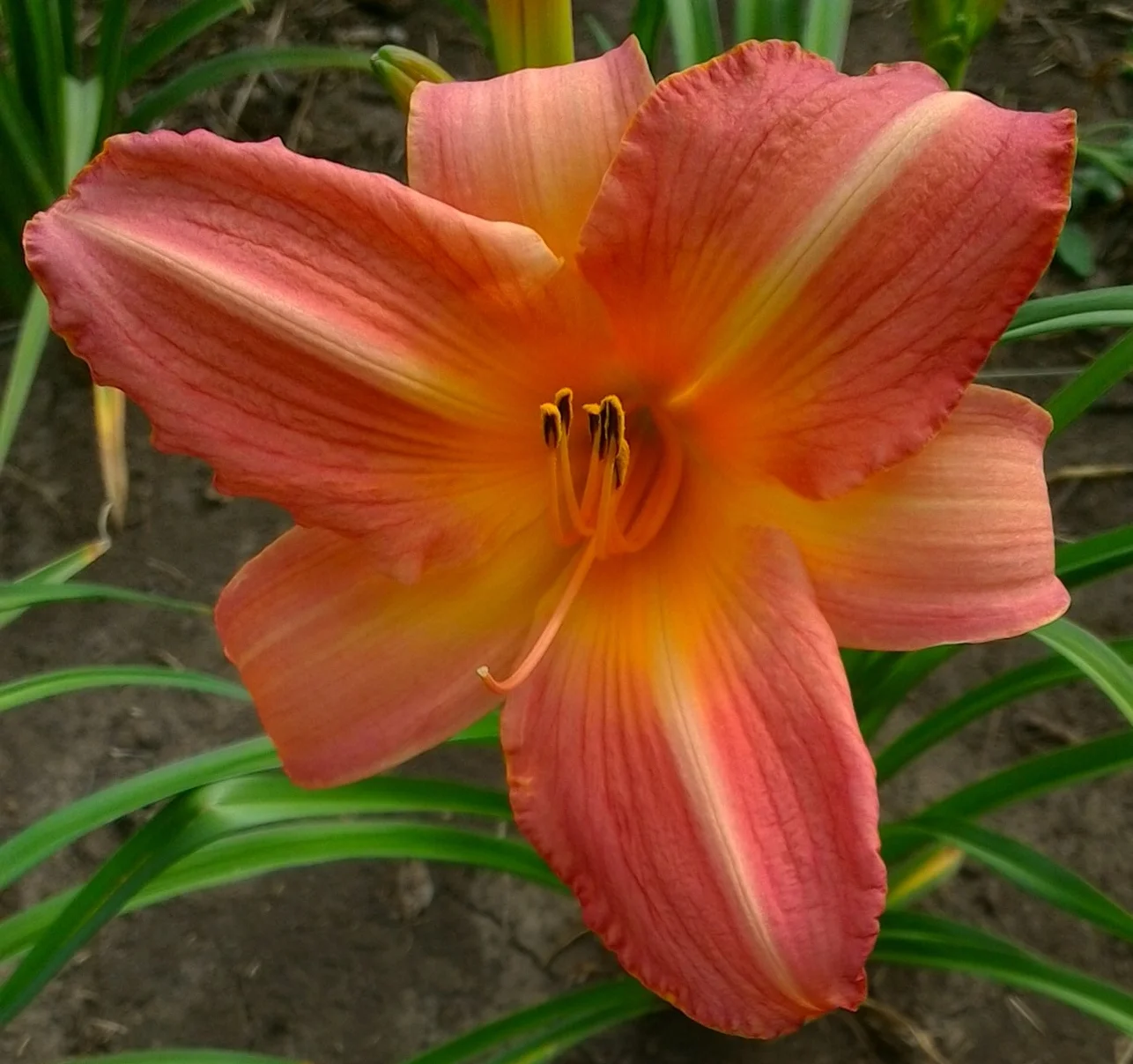 May Colvin T 29" ML D Ext 6" bloom