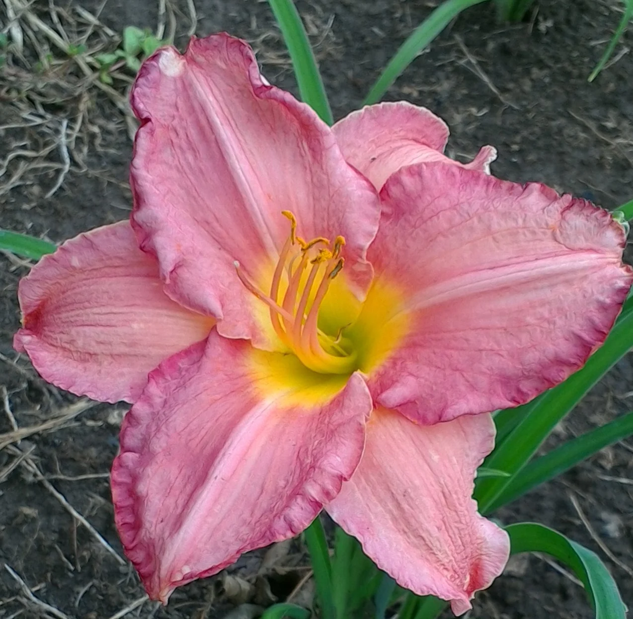 Pretty in Pink T 27" EM D F 5" bloom