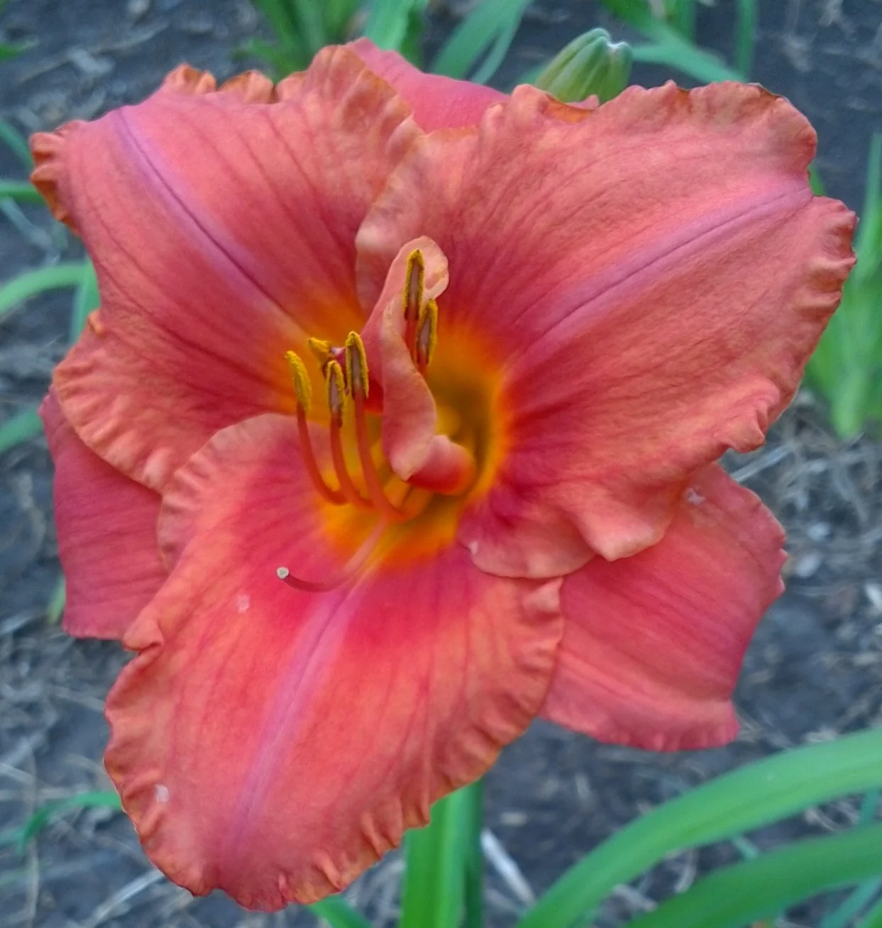 South Seas T 30" M D Re F 5.5" bloom