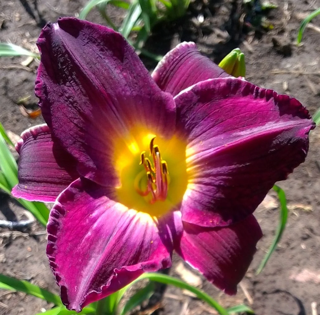 Strutter's Ball T 28" M D Ext 6" bloom