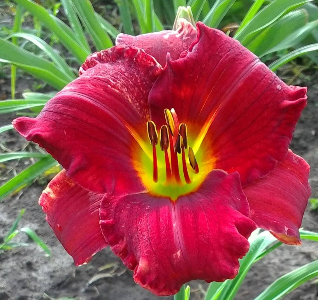Funny Valentine T 28" EM D 5.5" bloom
