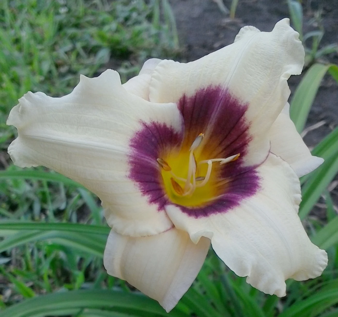Pandora's Box 19" EM EV Re F 4" bloom