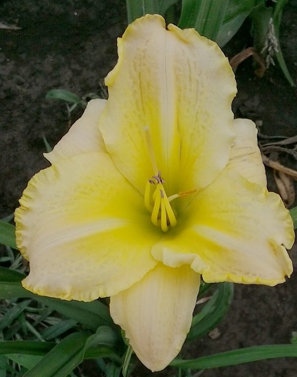 Foxes Lair T 28" M D F Ext 6.5" bloom