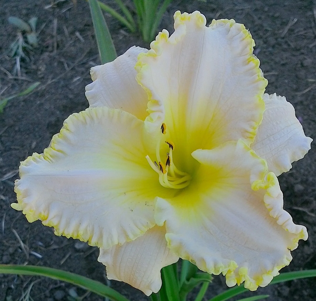 Marque Moon T 24" ML D F 5.25" bloom