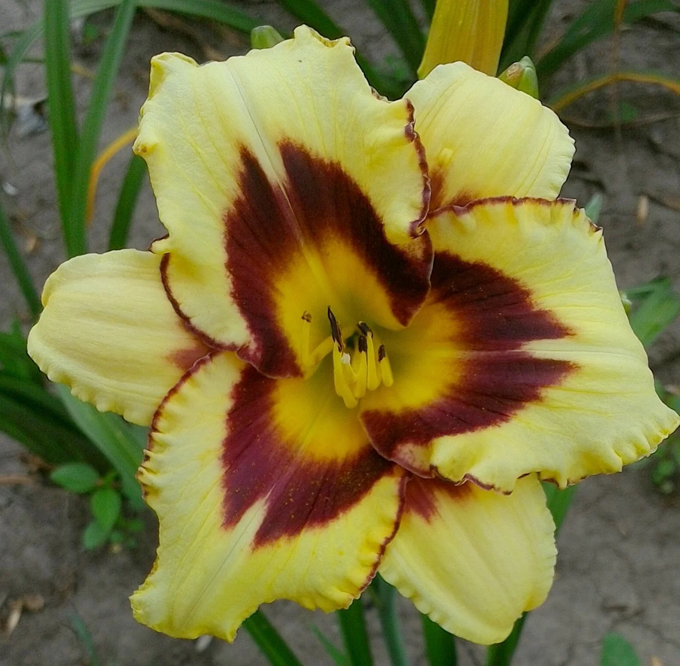 El Desperado T 28" L D Ext 4" bloom