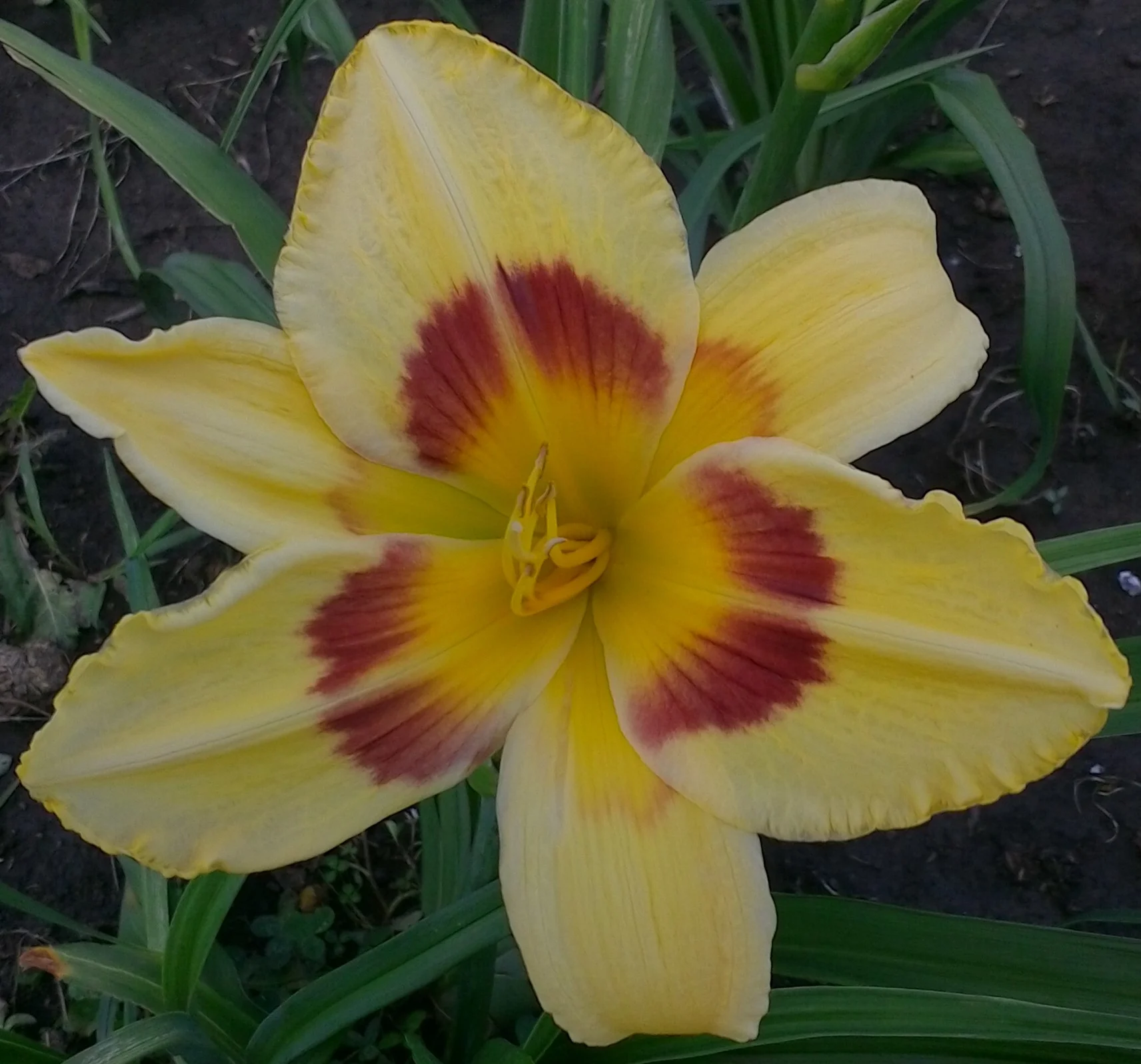 King George T 30" M EV 7" bloom