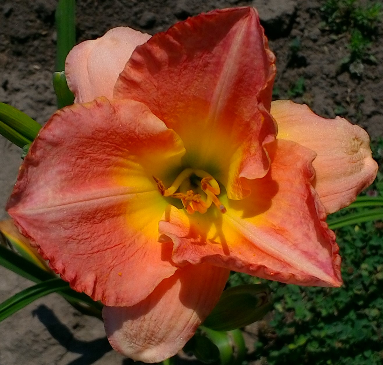 Emeralds & Gold 28" E SE F 5.5" bloom