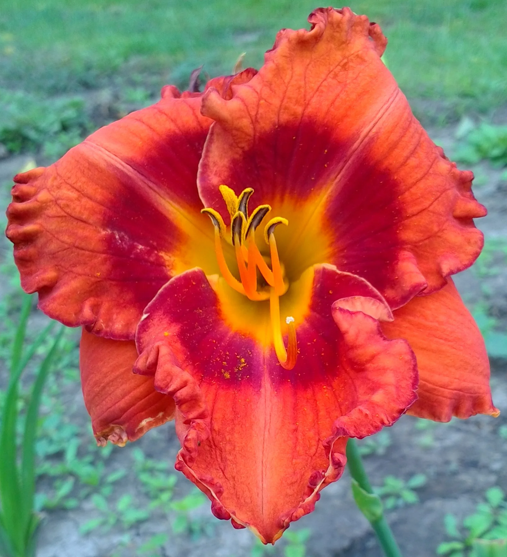Lava Flow T 32" VE-EM SE F 5.5"