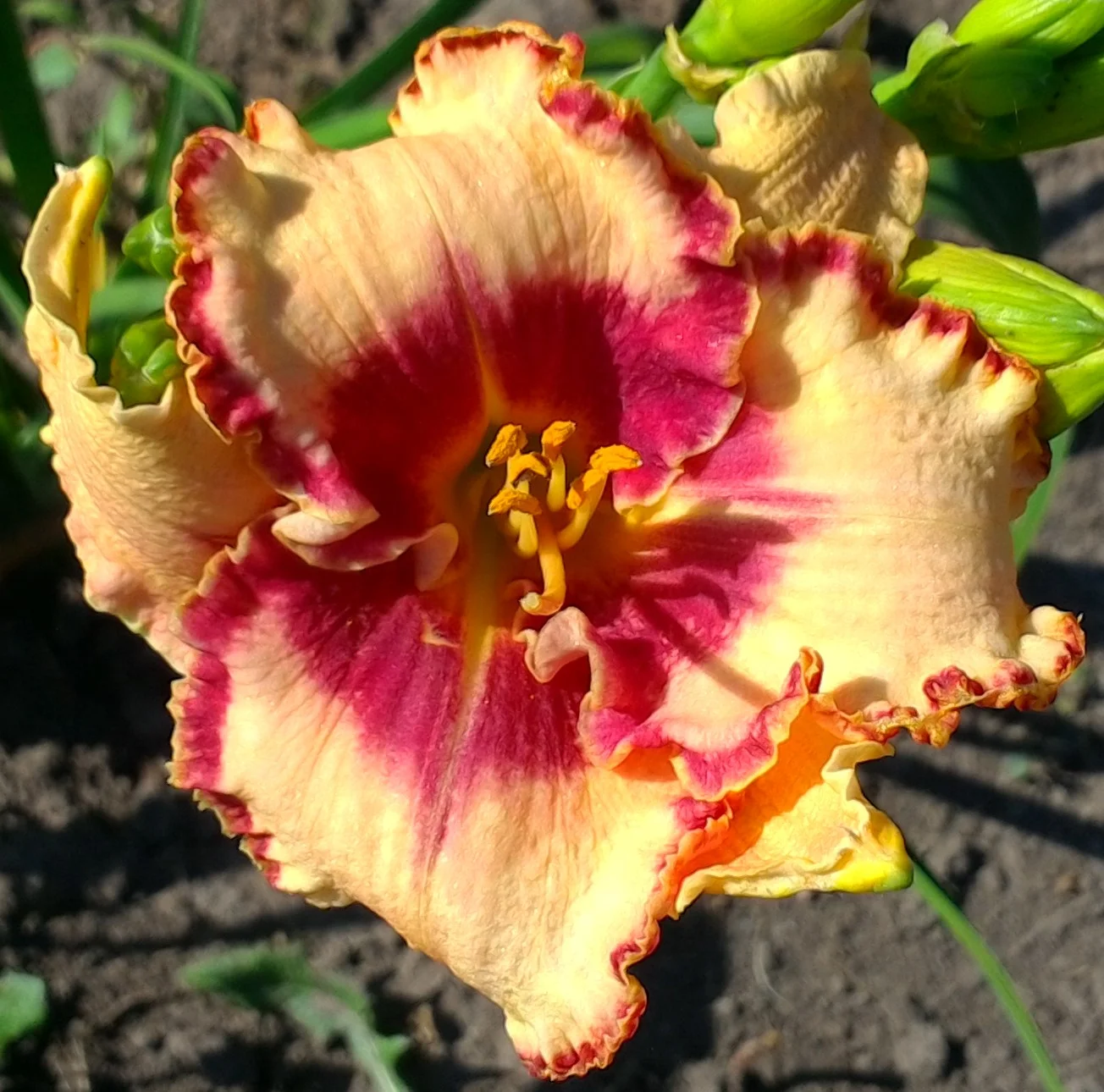 Lies and Lipstick T 25" EM SE Re 5.5" bloom