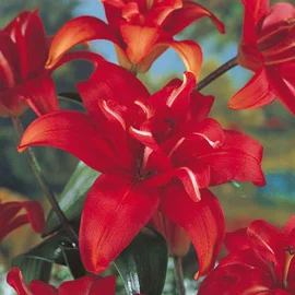 Asiatic Red Twin