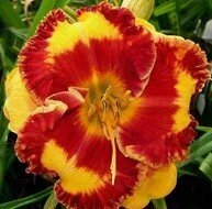 Radioactive daylily