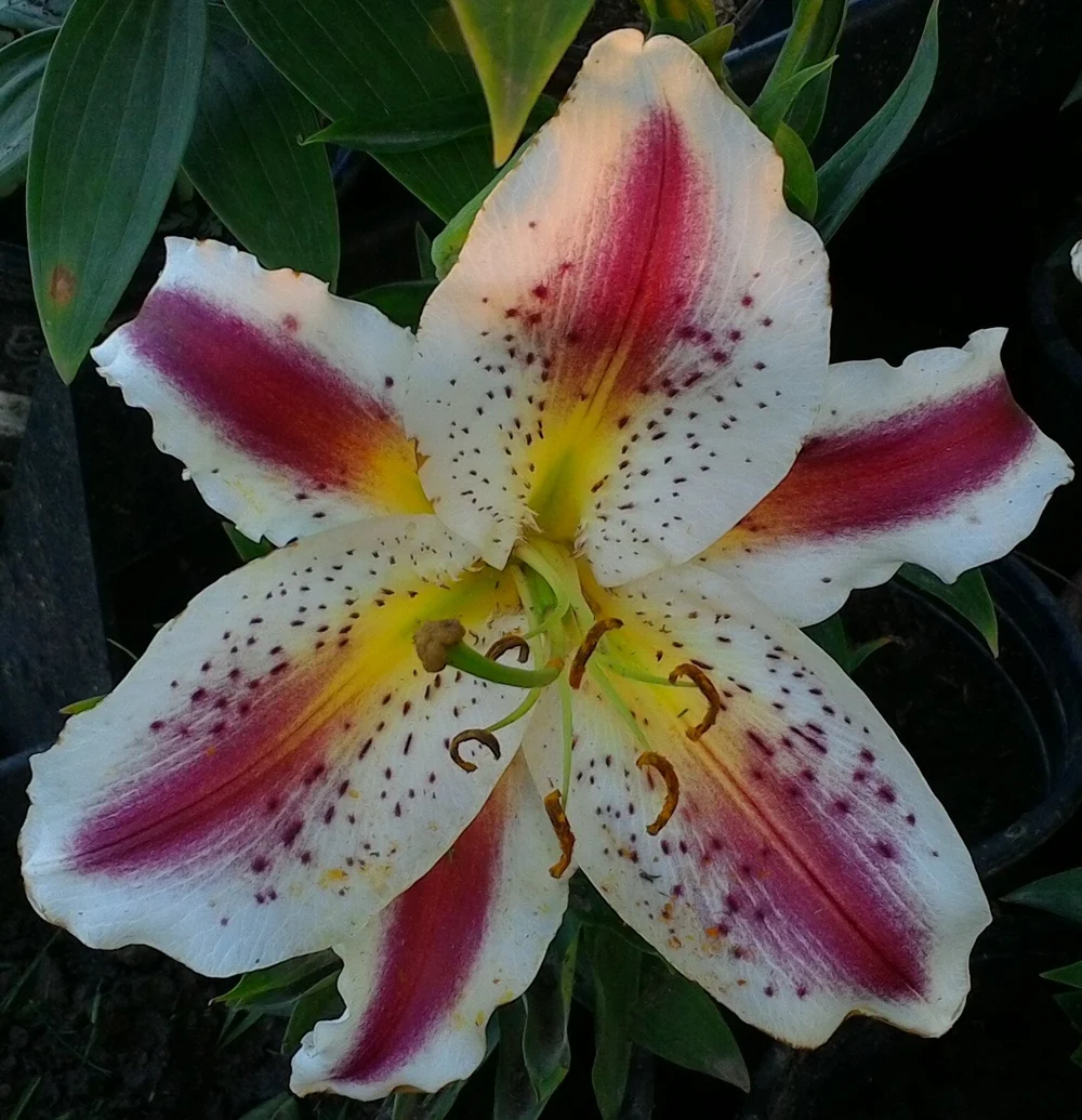 Playtime Oriental 40 Tall 10 Bloom July Hillsdale Lily Garden