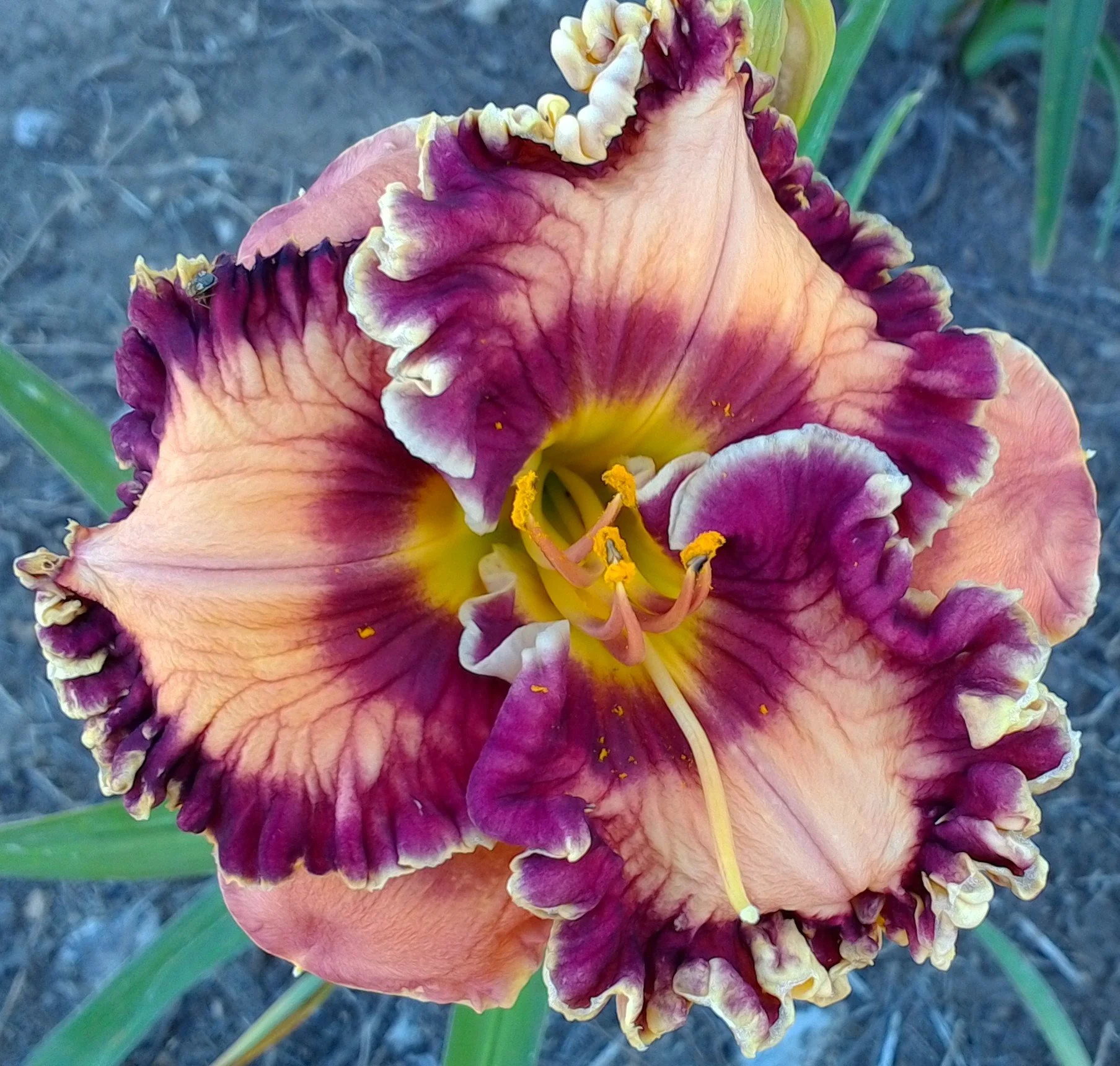 Sangria daylily
