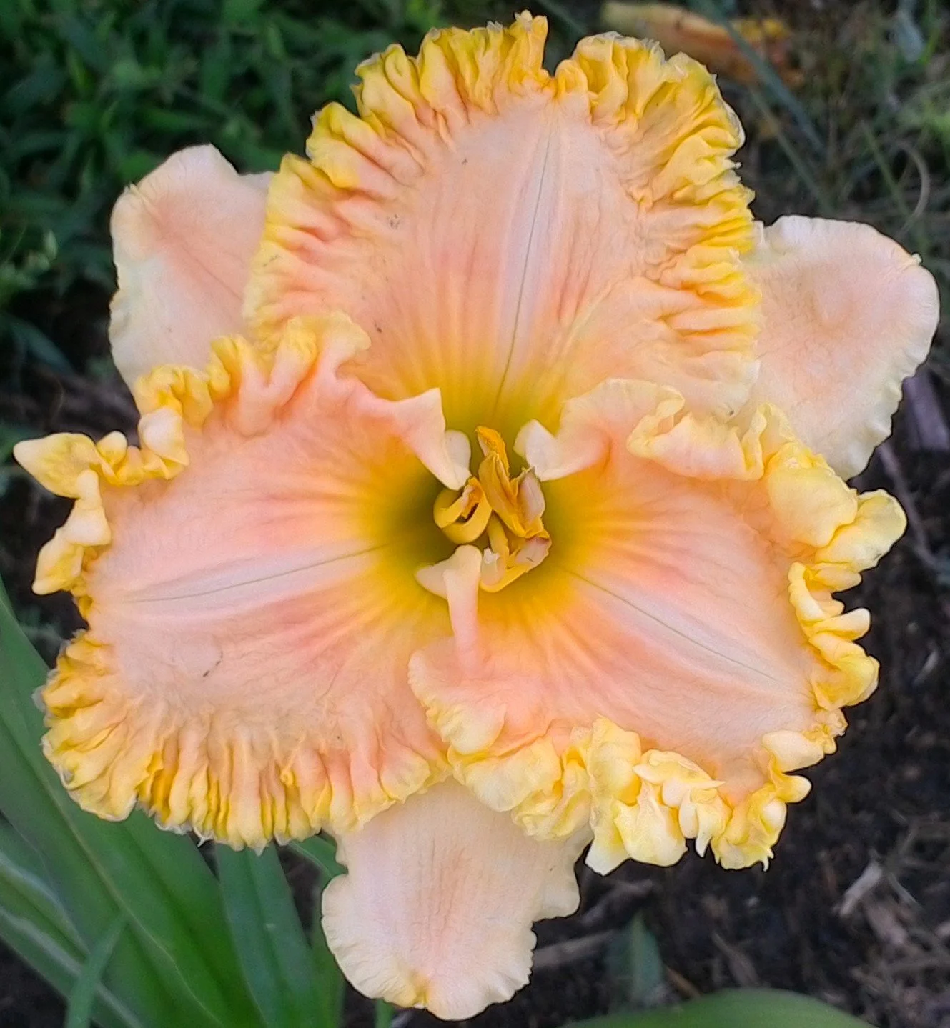 Eloquent Look daylily