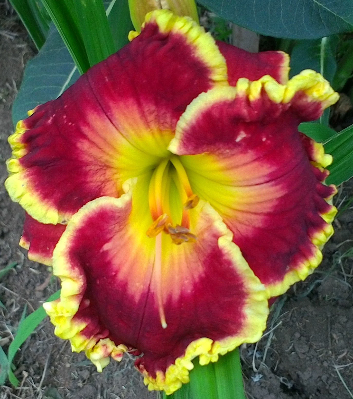 Blindingly Beautiful daylily