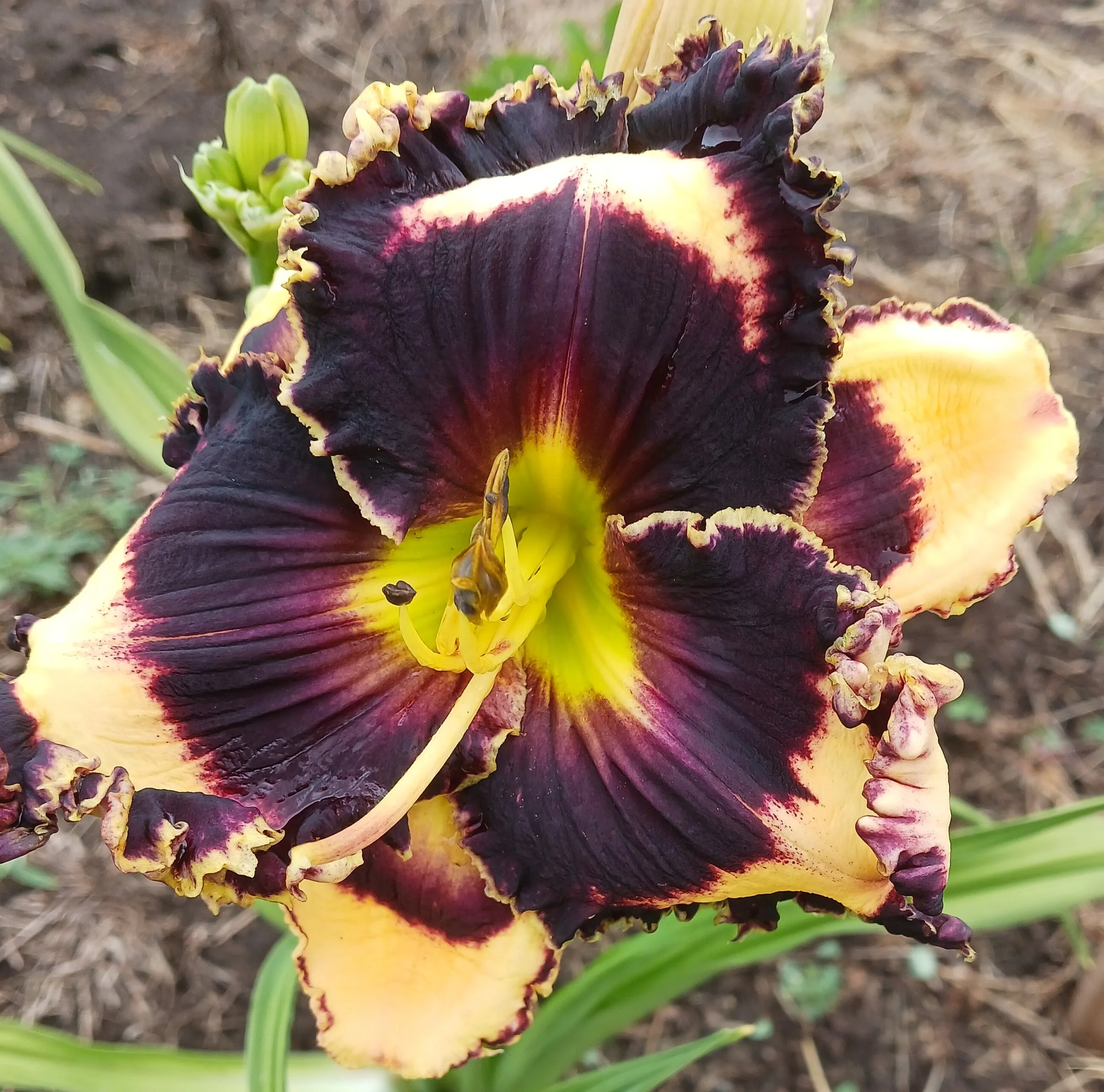 Protege daylily