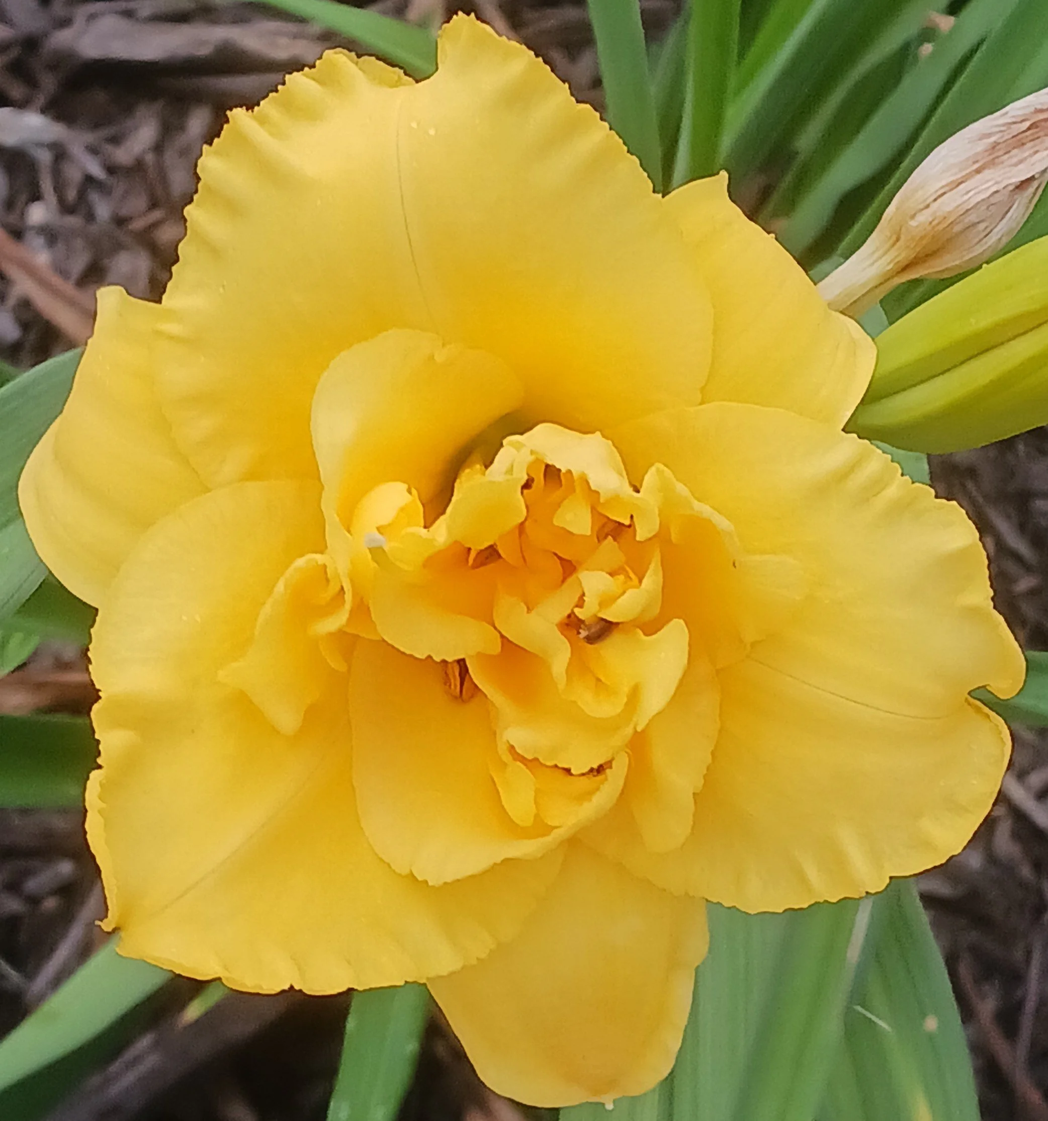 Layers Of Gold daylily