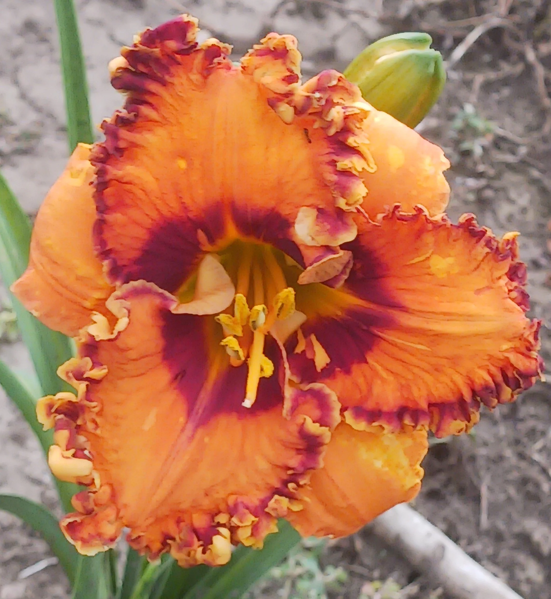 Esoteric daylily