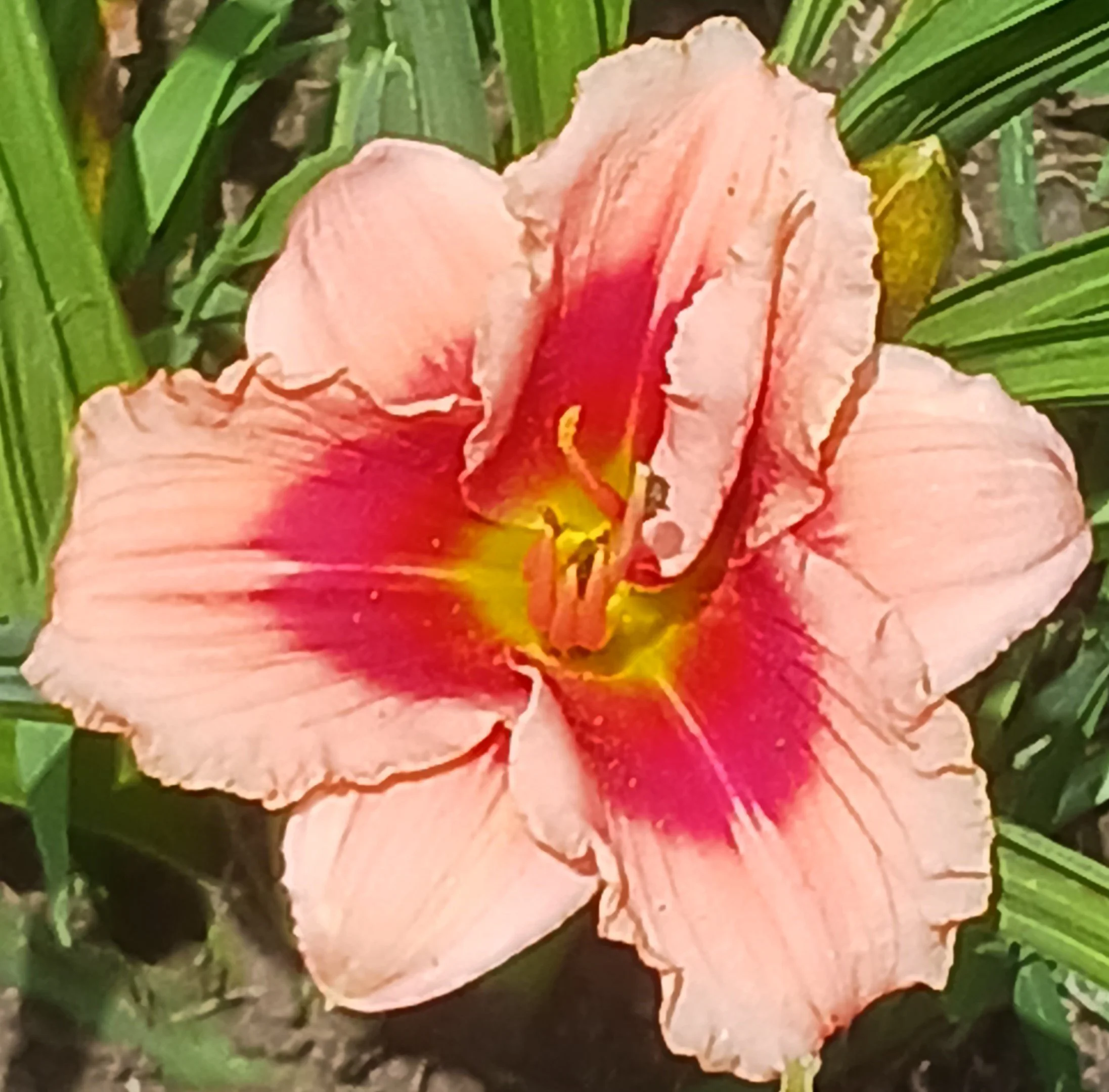 Siloam Arthur Kroll daylily