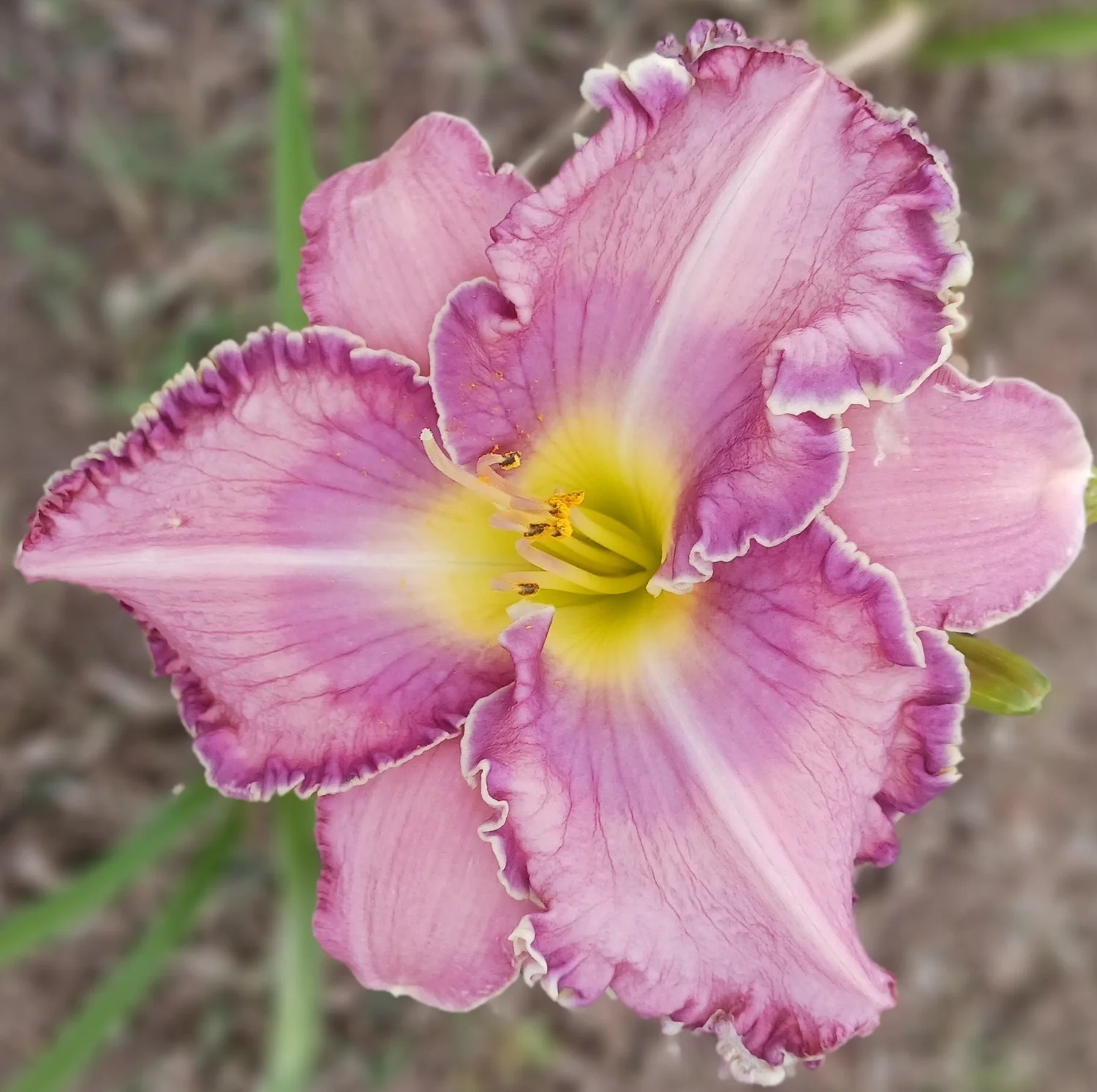 Purple Peace  Hillsdale Lily Garden