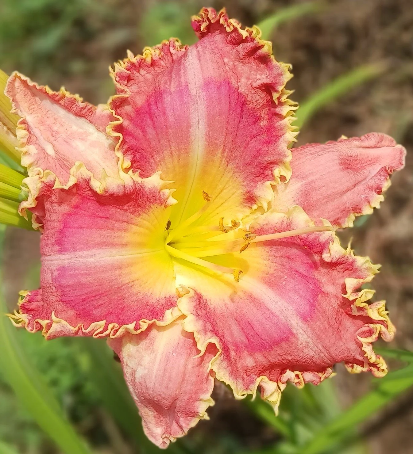 Oh The Places You Will See daylily