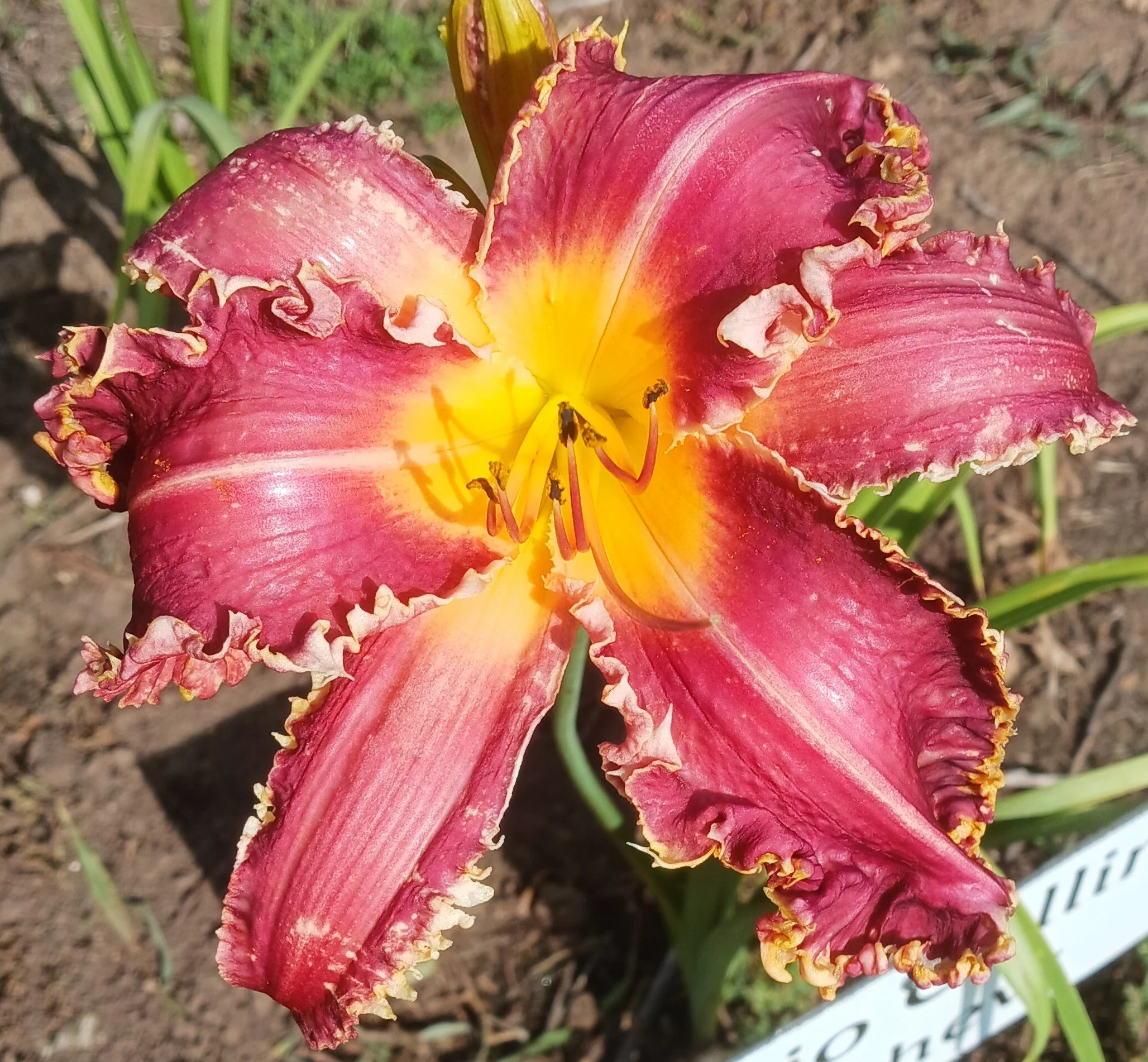 Papio Collins Matthew daylily