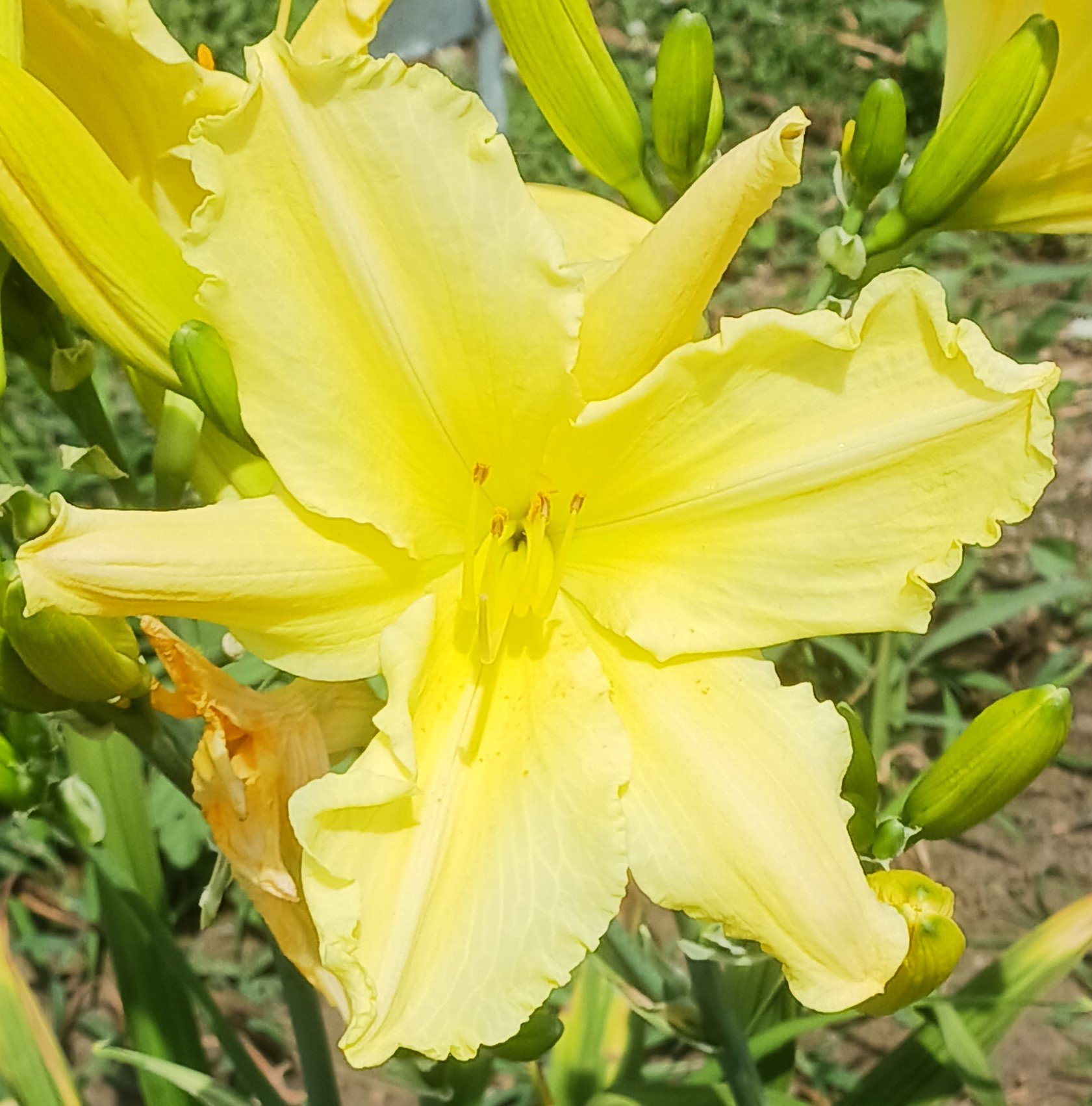 Photo of the bloom of Daylily Hemerocallis Brocaded Gown posted by vic   Gardenorg