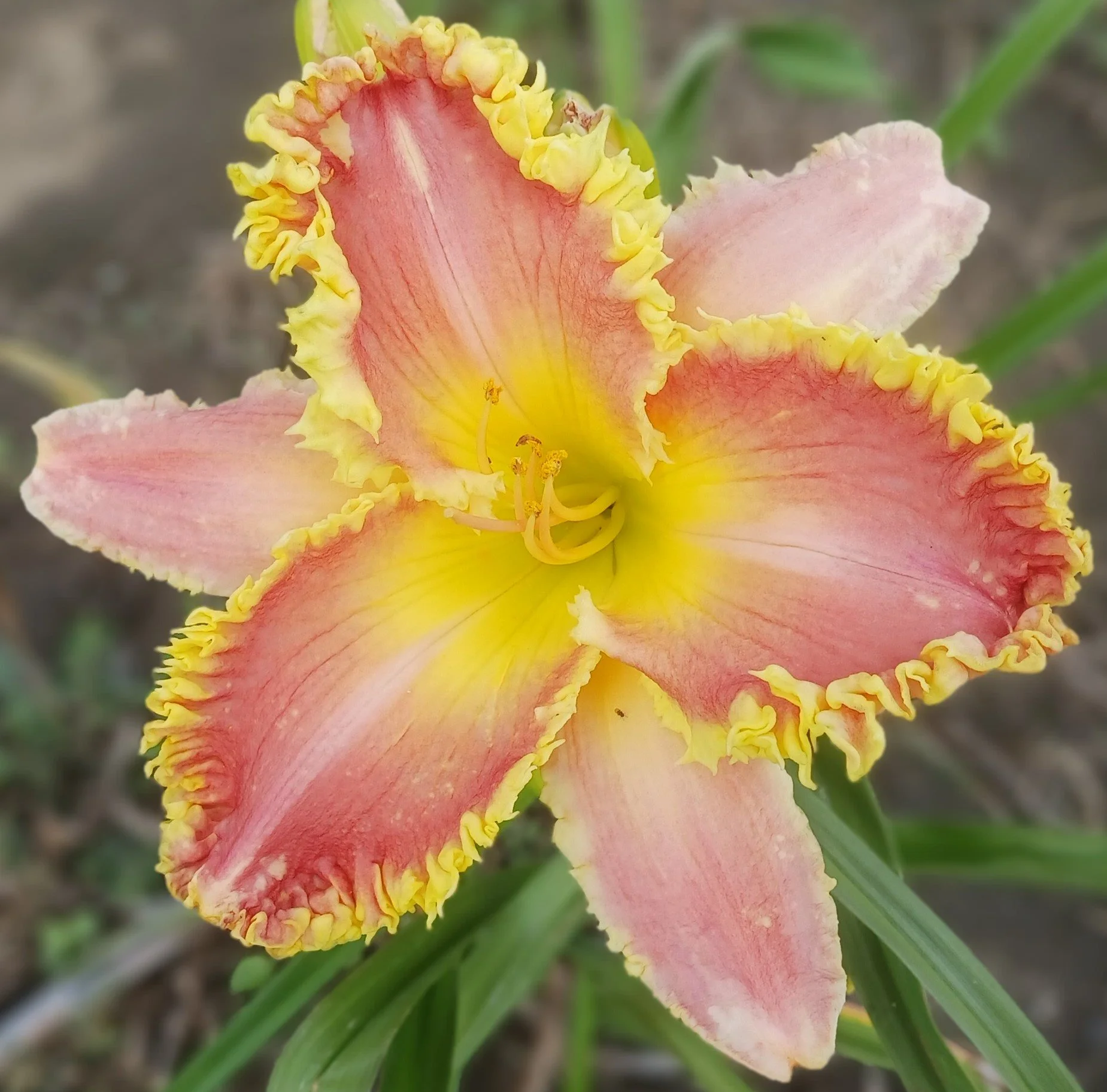 Hungry Hungry Hippo daylily