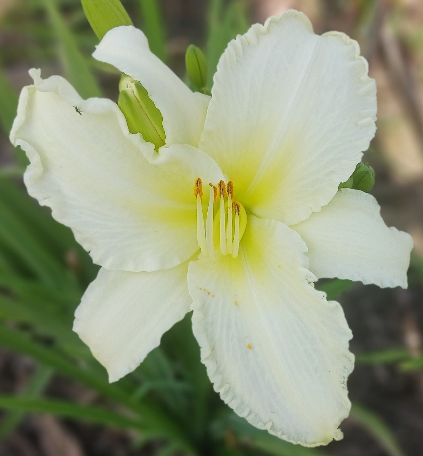 Sunday Gloves Daylily