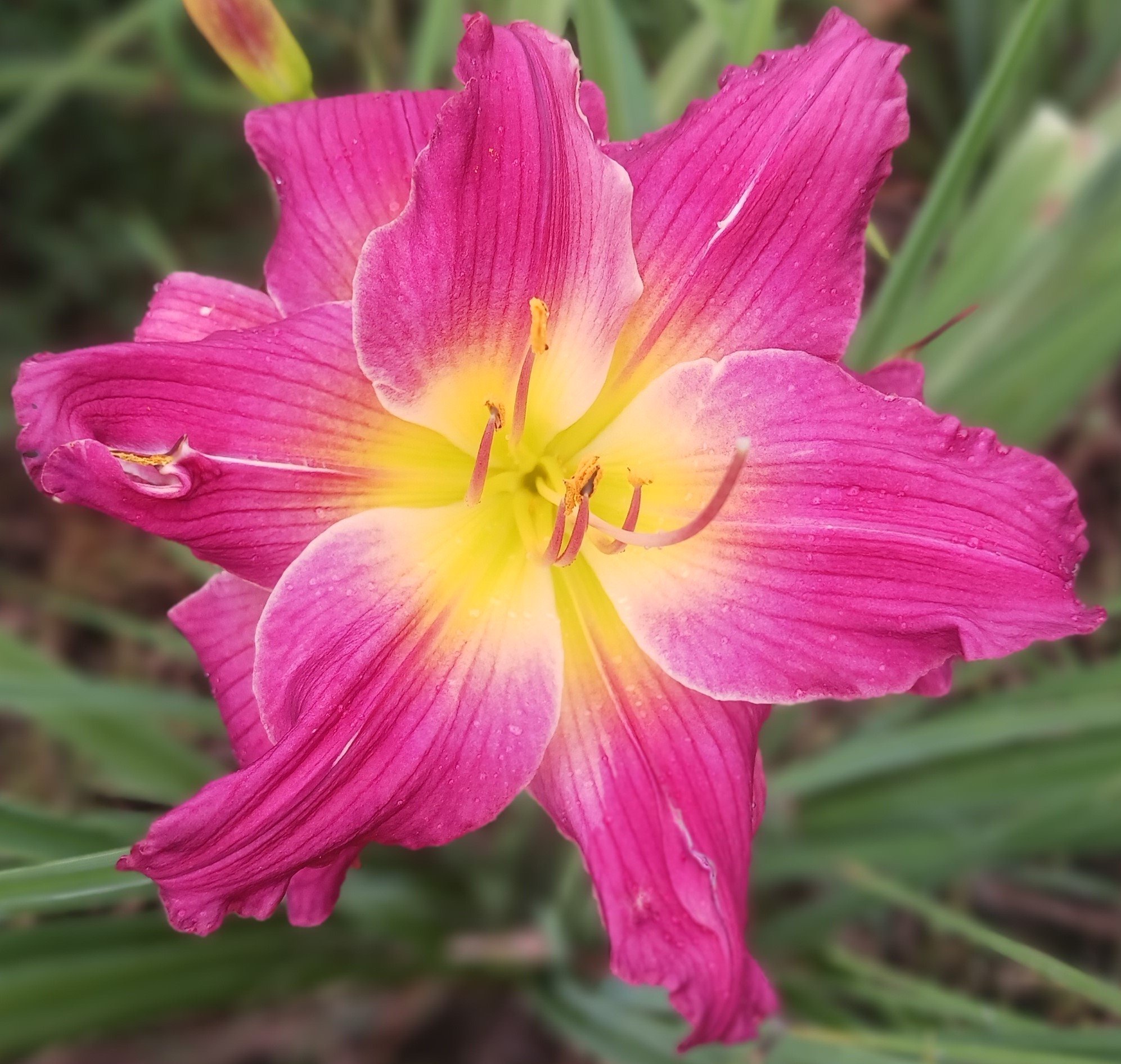 Brocaded Gown Daylily