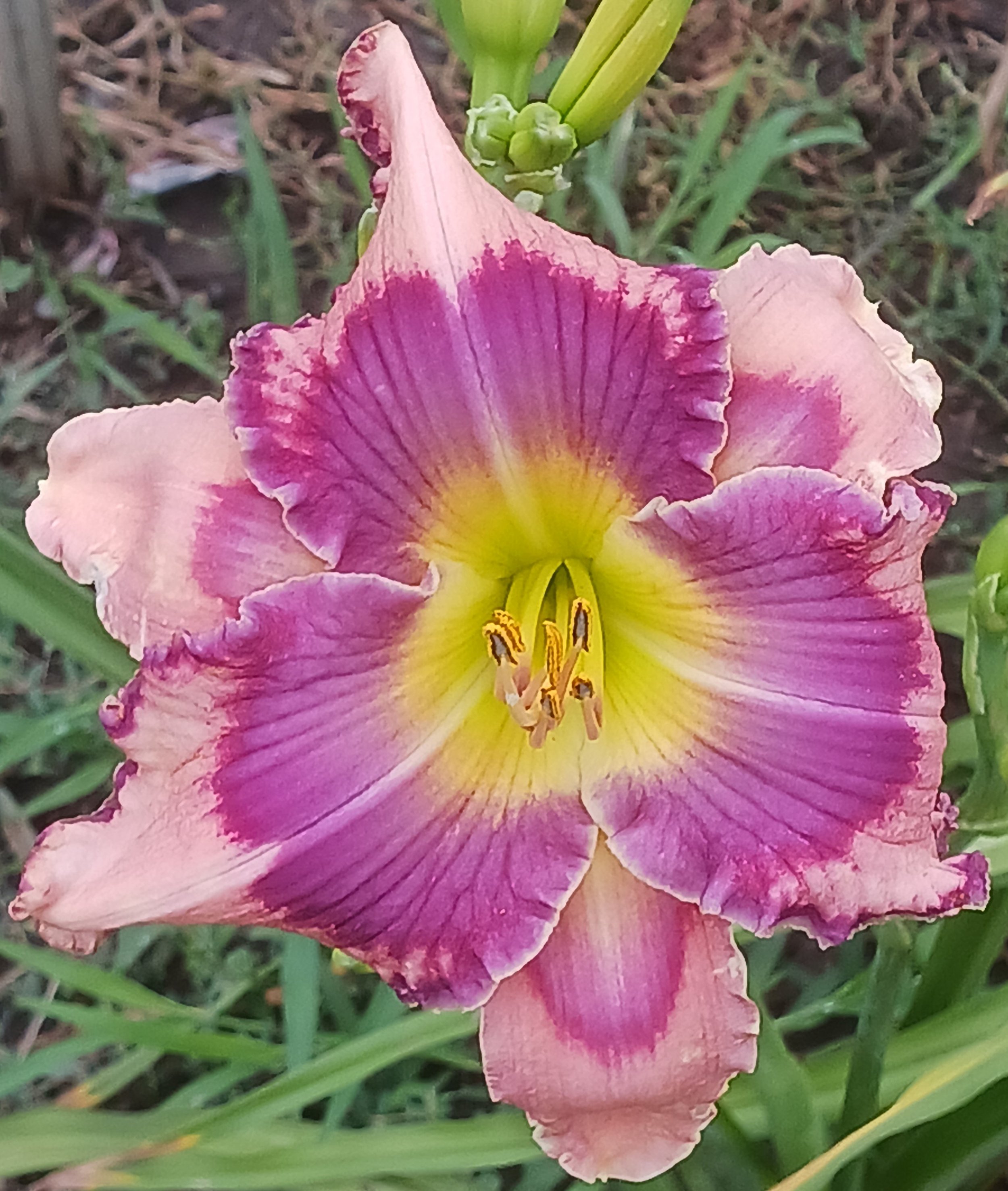 Angels In Wisconsin  daylily