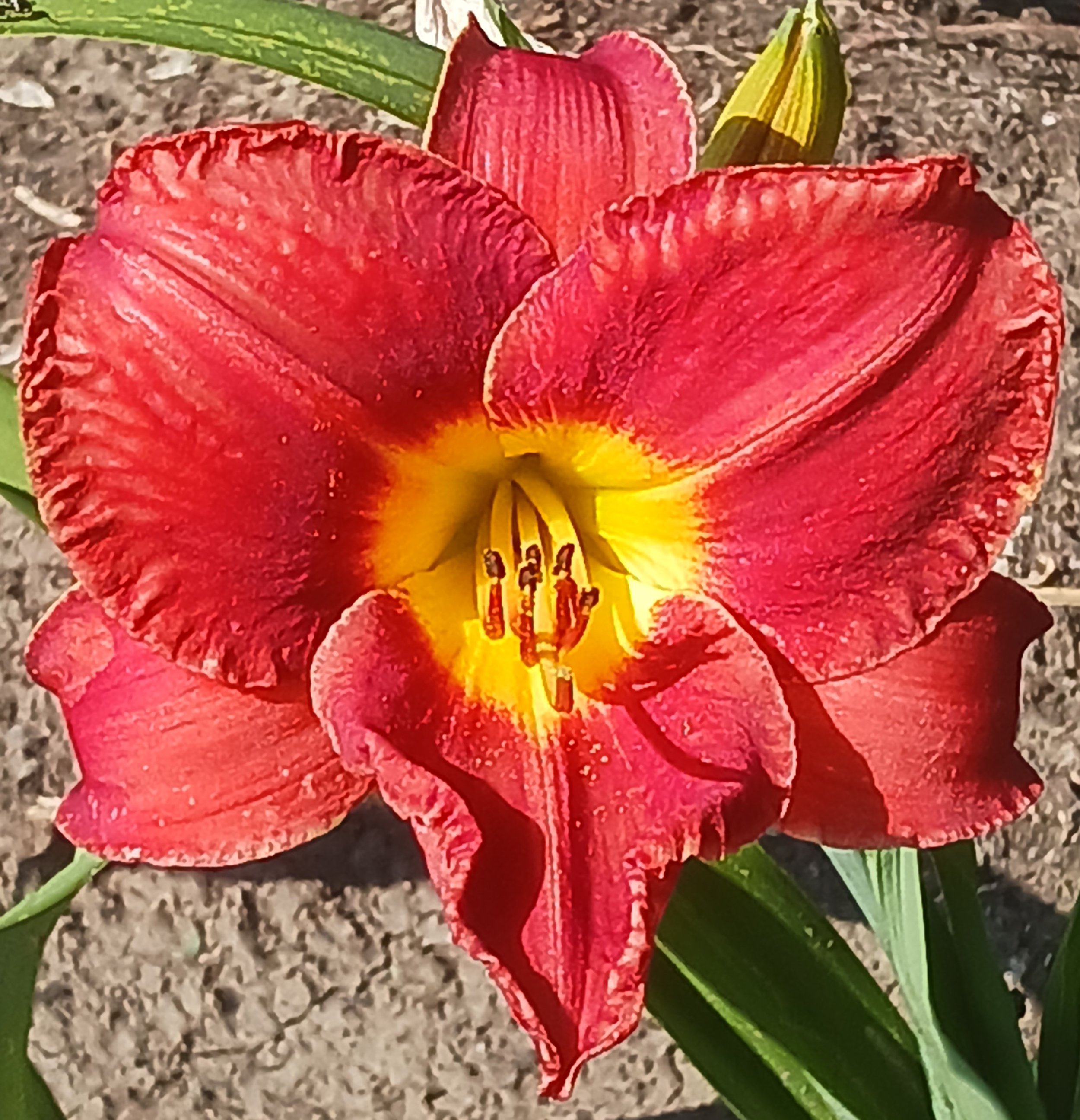 Christmas Concerto daylily