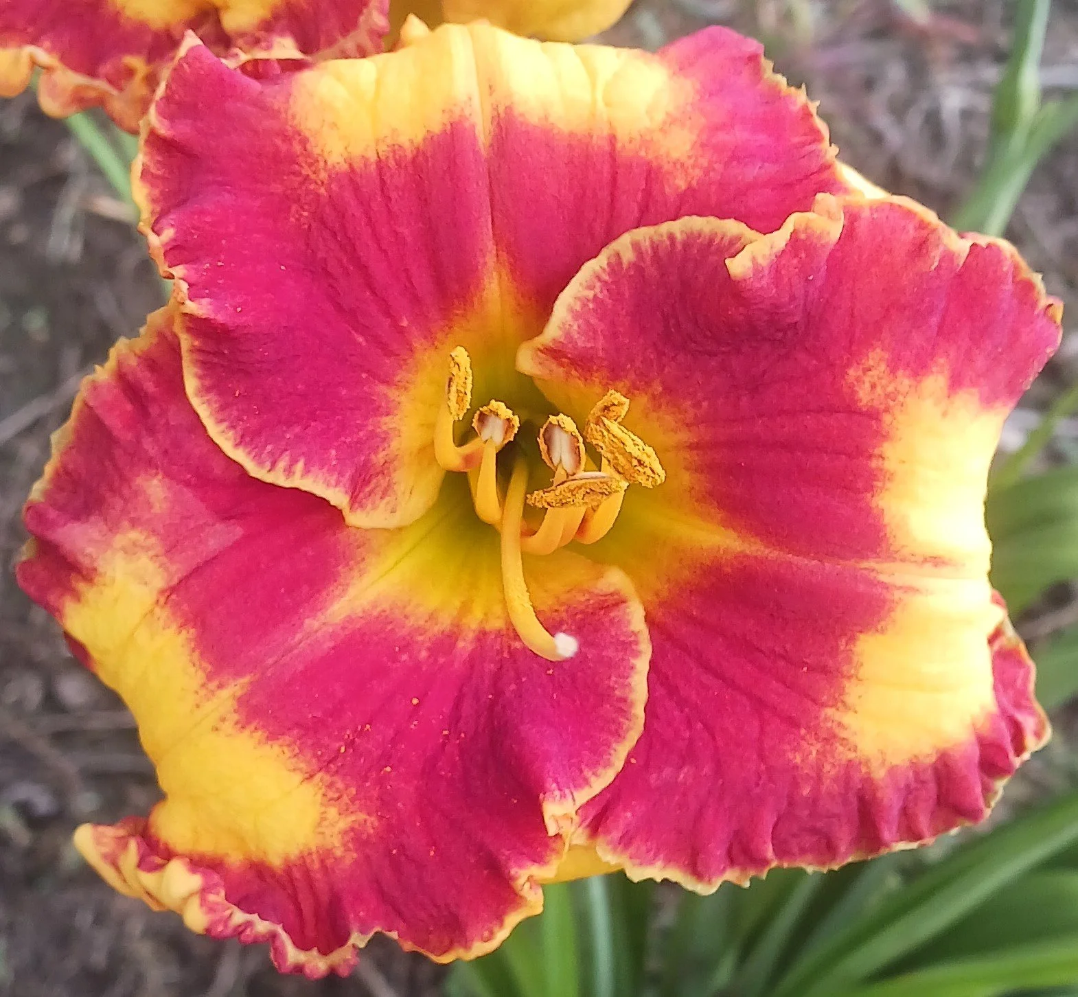 Fashion Rings — Hillsdale Lily Garden