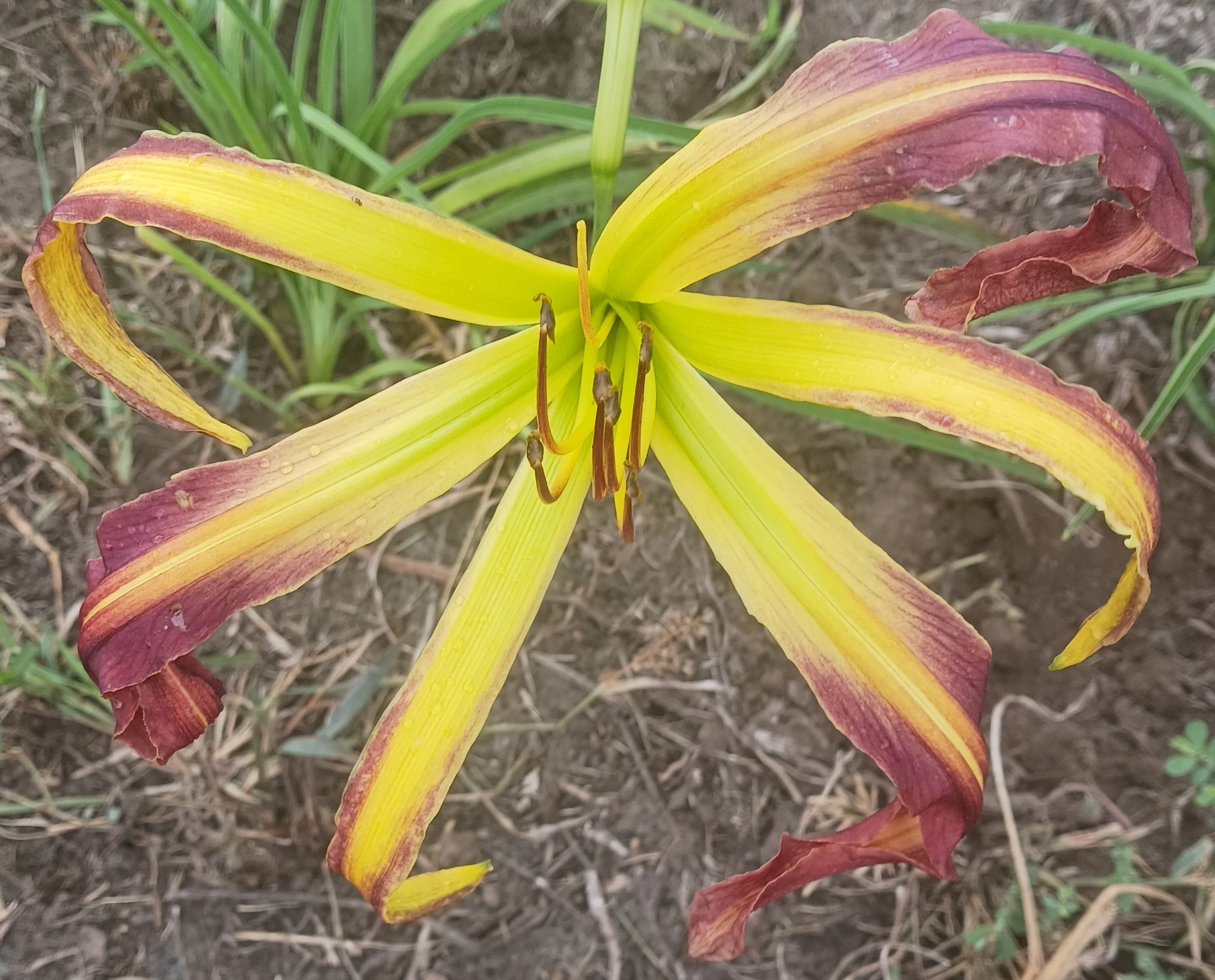 Giant Spider daylily