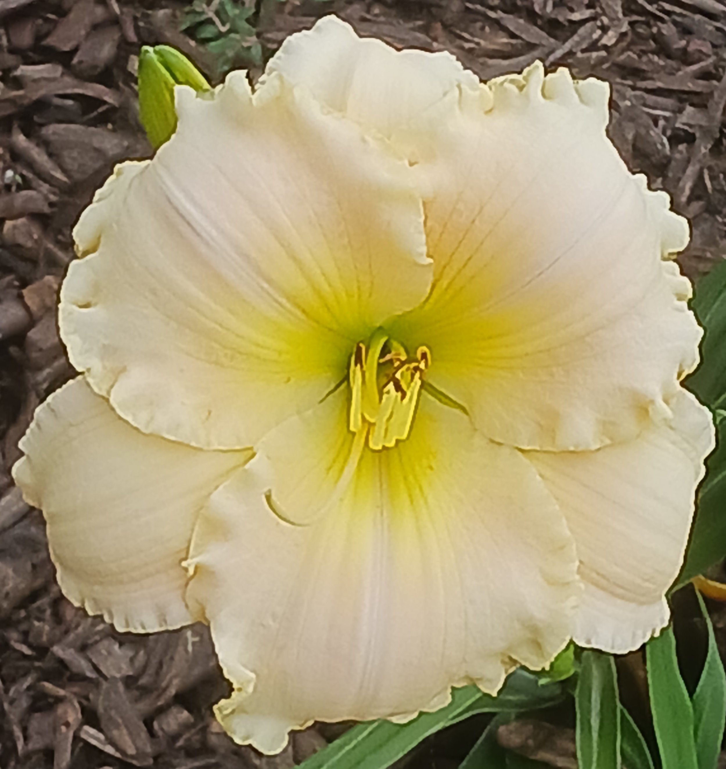 Magic Lace daylily
