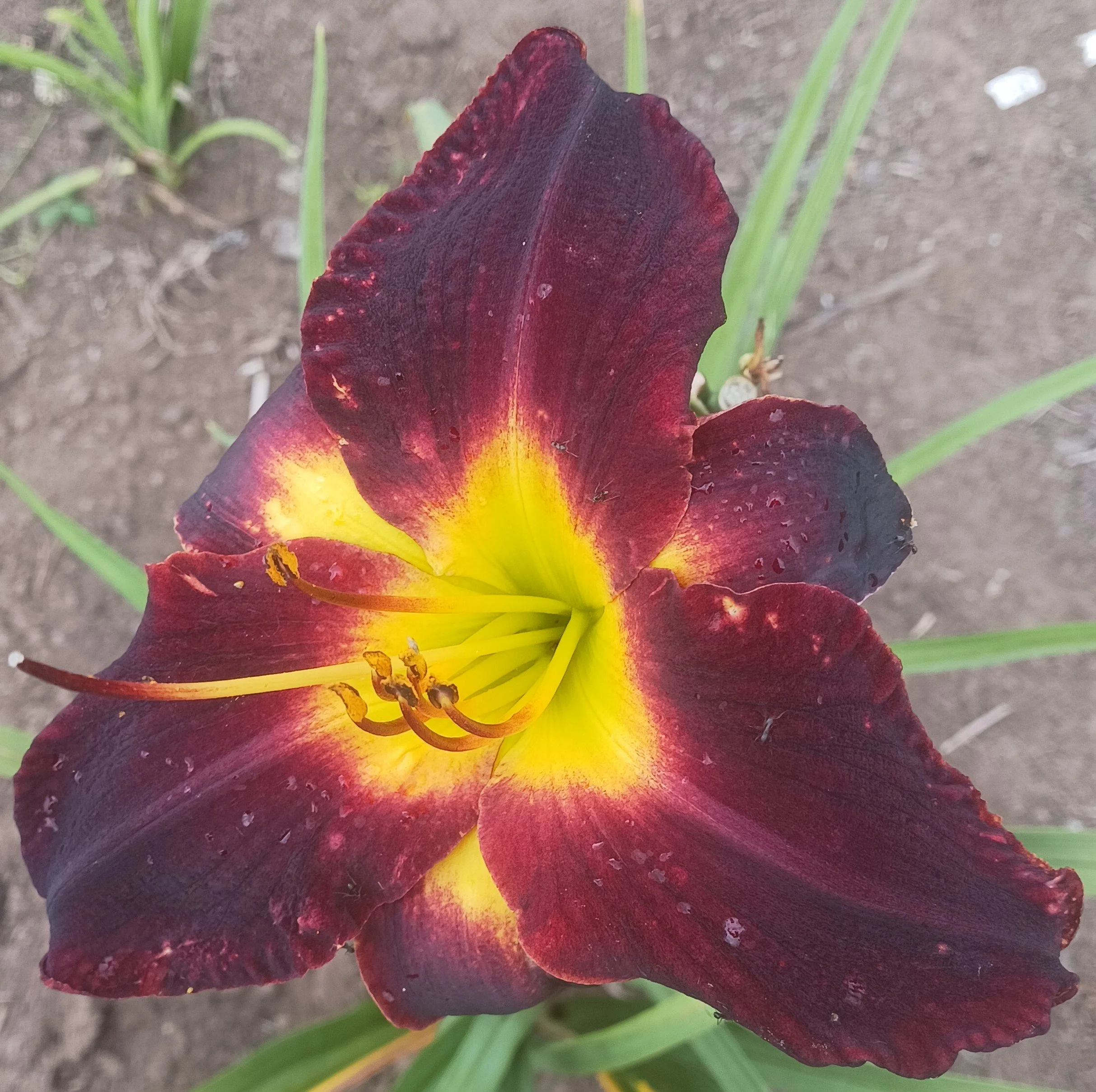 Moonless Night daylily