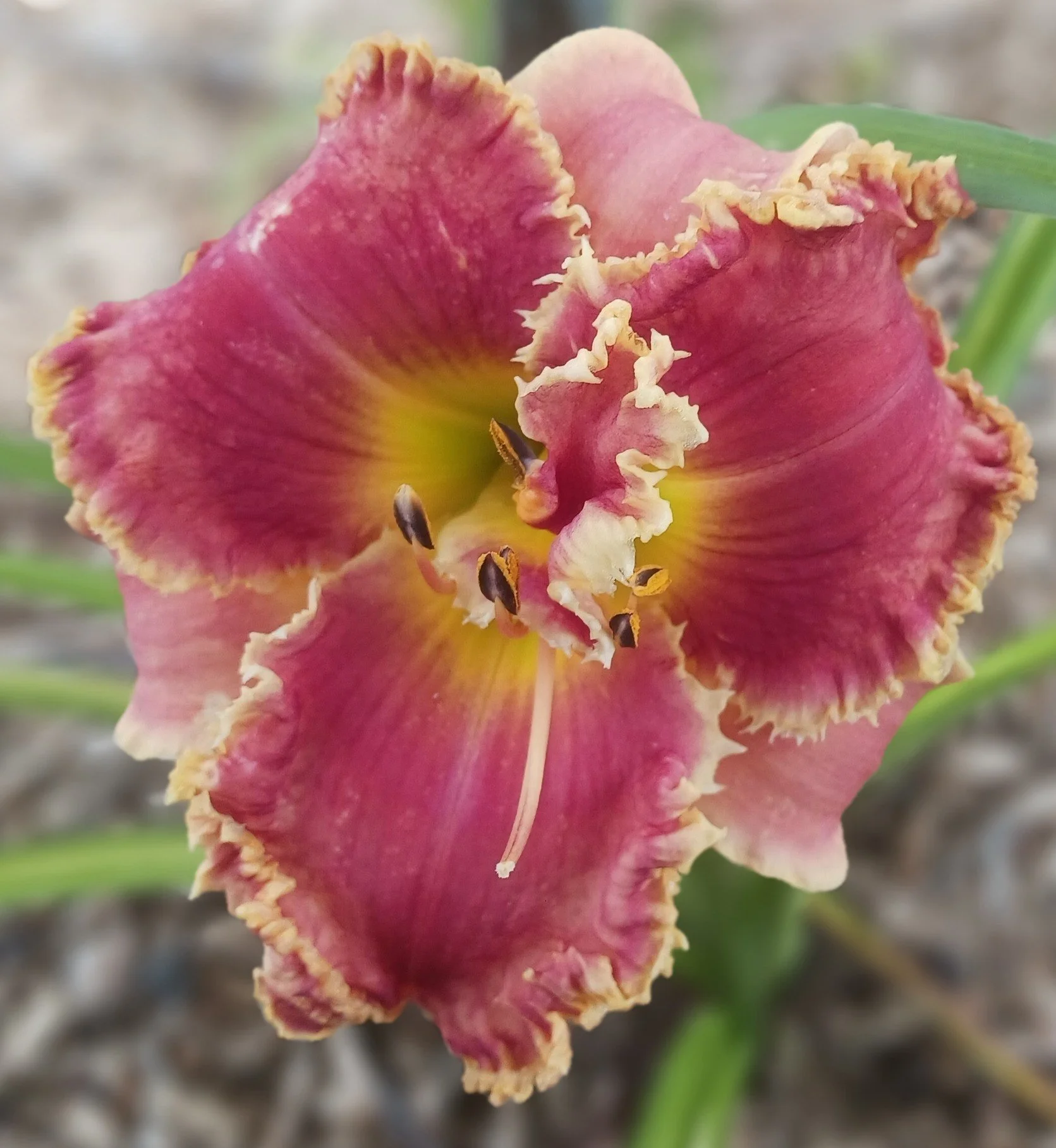 One Happy Heifer.jpg