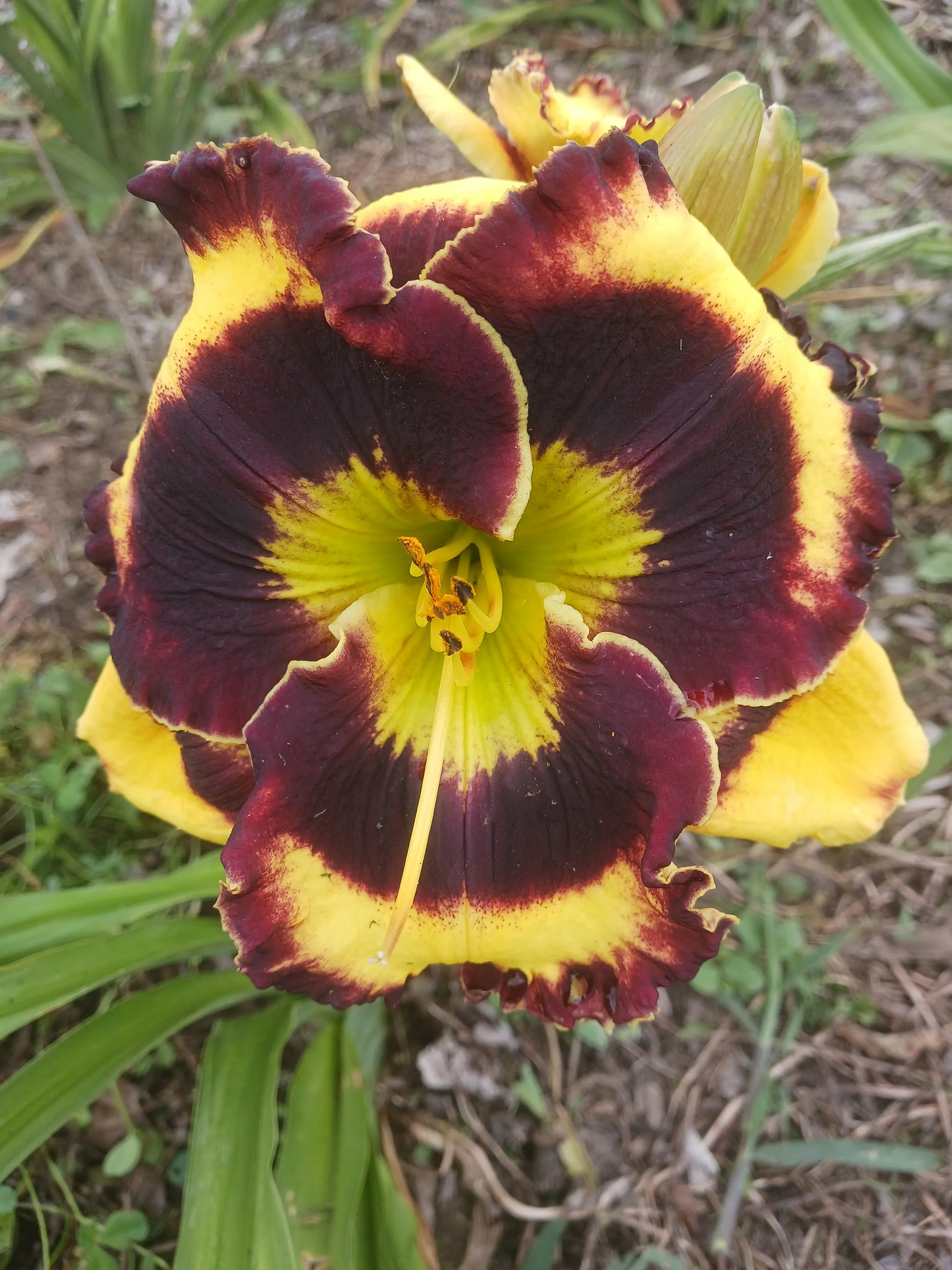 Pansy Face Charmer.jpg