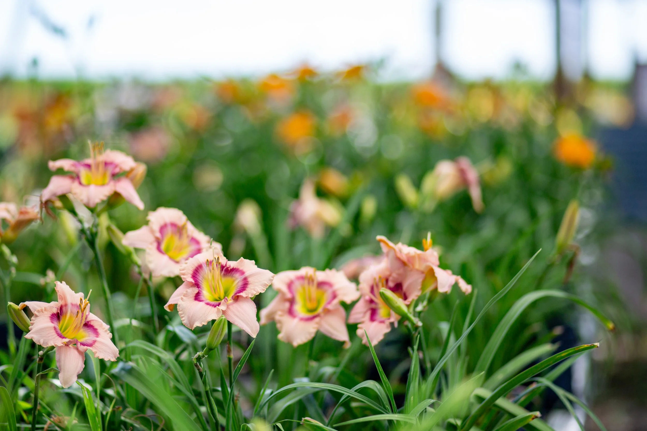 How to Choose the Right Daylily for Your Garden