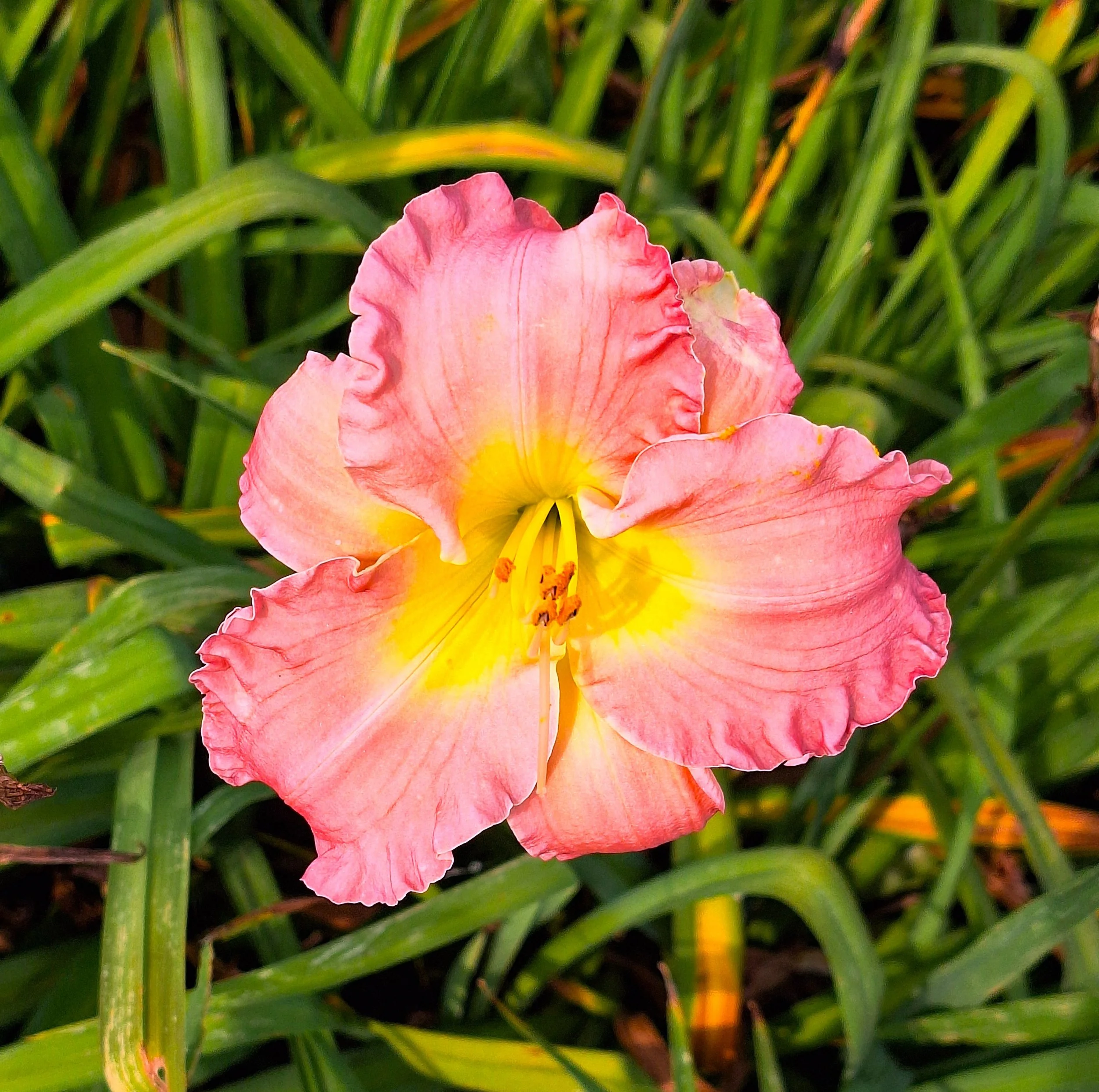 Scintillation In Pink.jpg