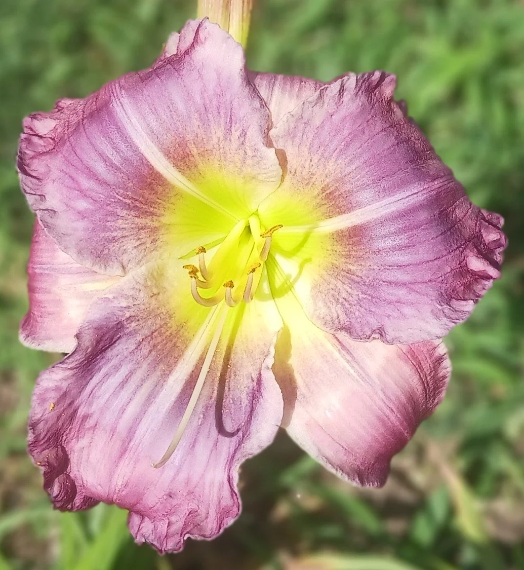 The Whole Shebang.jpg