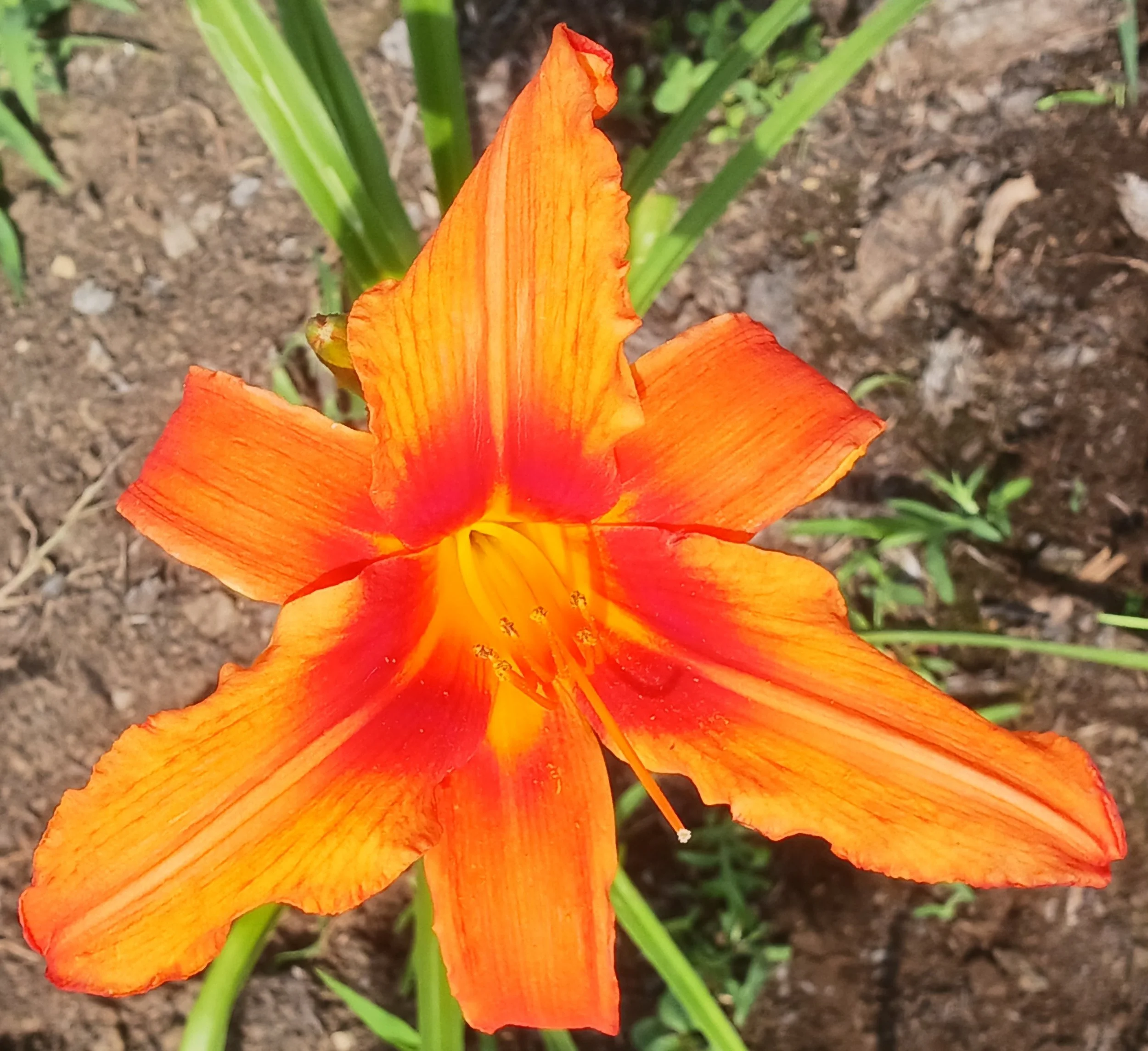 Heavenly Fire and Flame.jpg