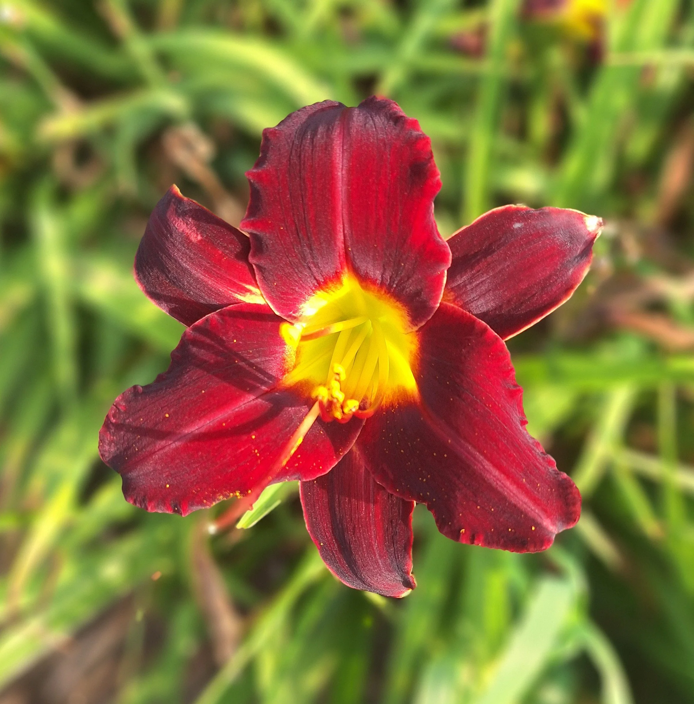 Dark Red Embers.jpg