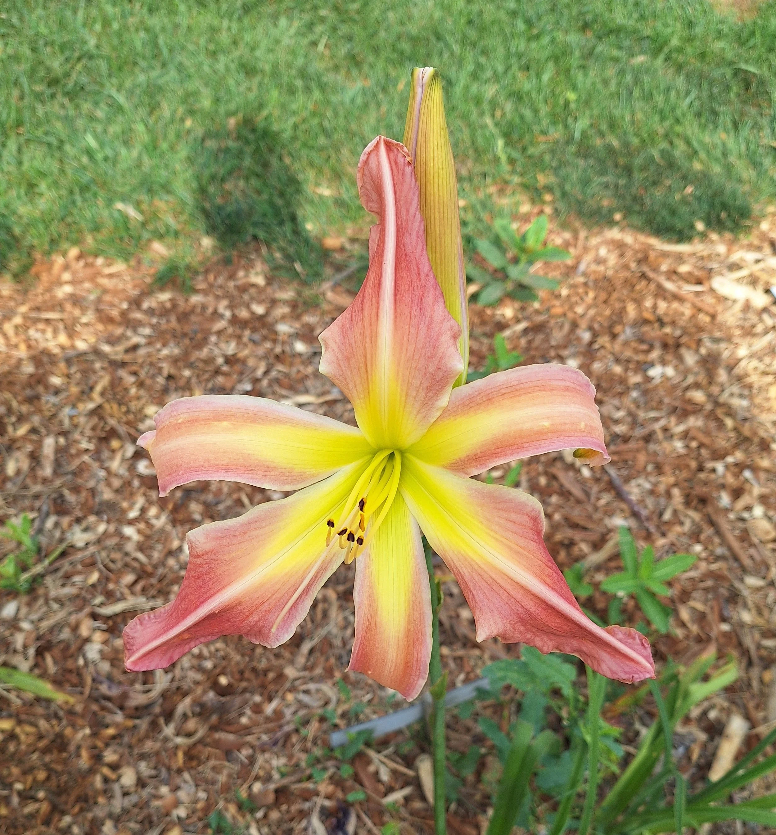 Websters Pink Wonder (2).jpg