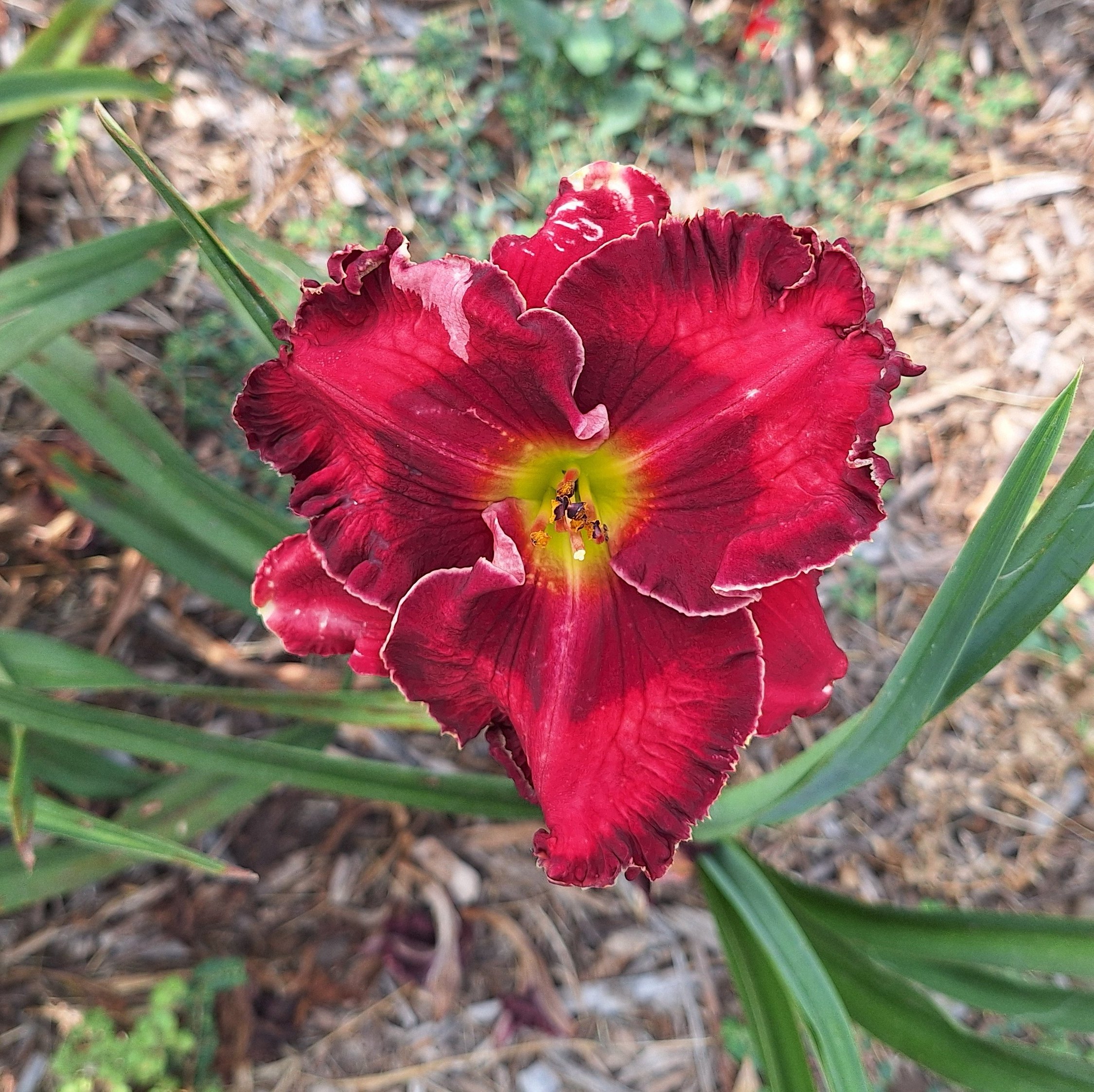 Rosa Regale