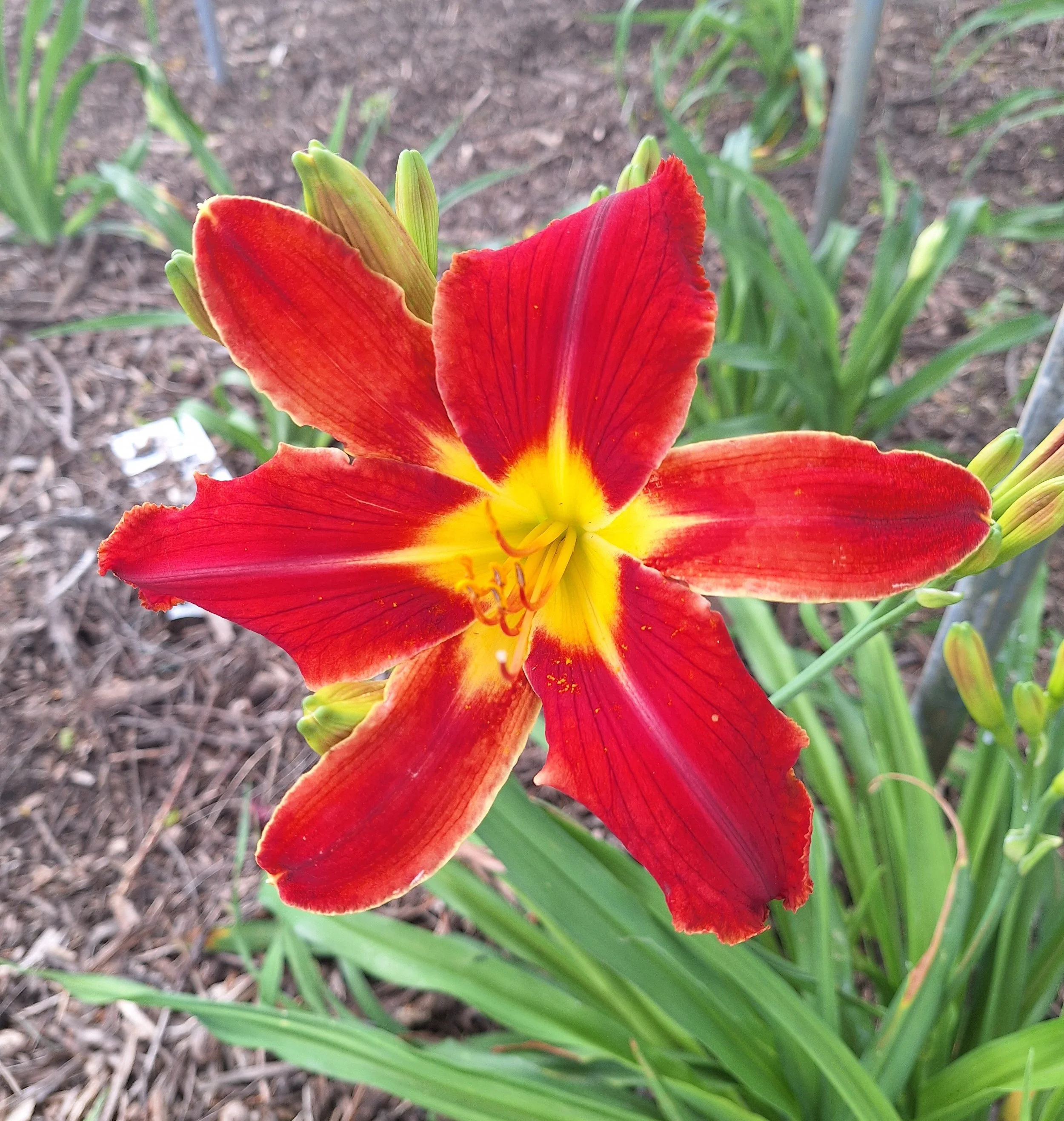 Webster's Red Bloomers.jpg