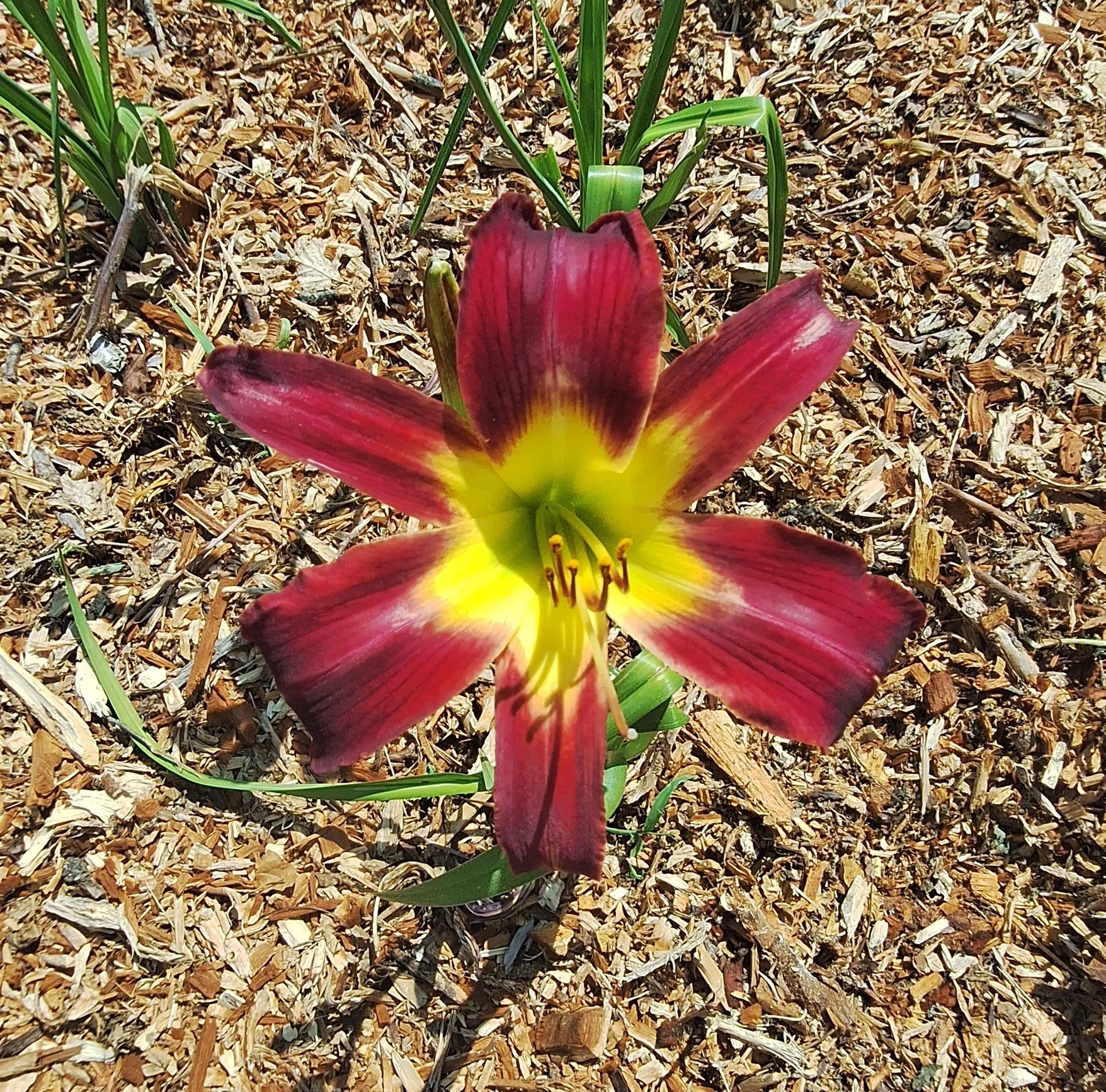 Aliens In The Garden (2).jpg