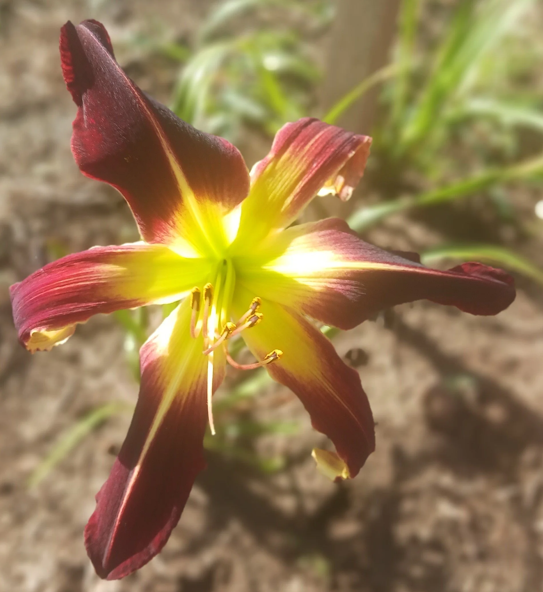 Scarlet Pimpernal.jpg