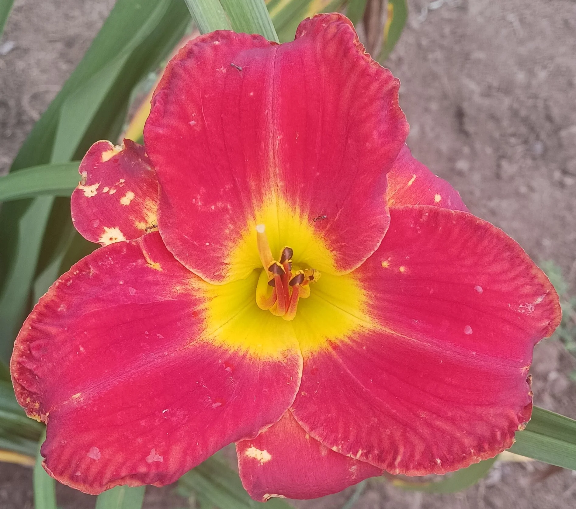 Christmas Concerto.jpg