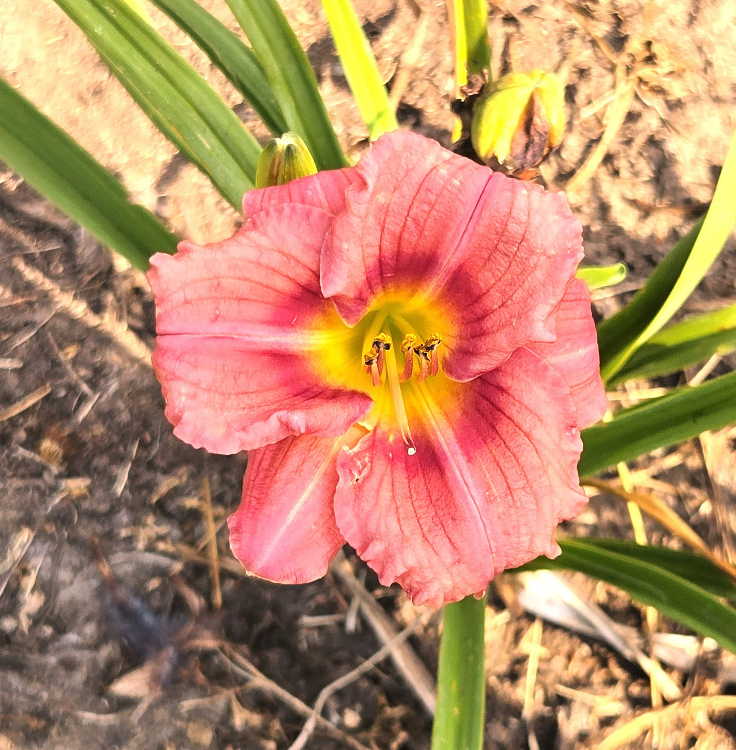 Rosy Returns 8.jpg